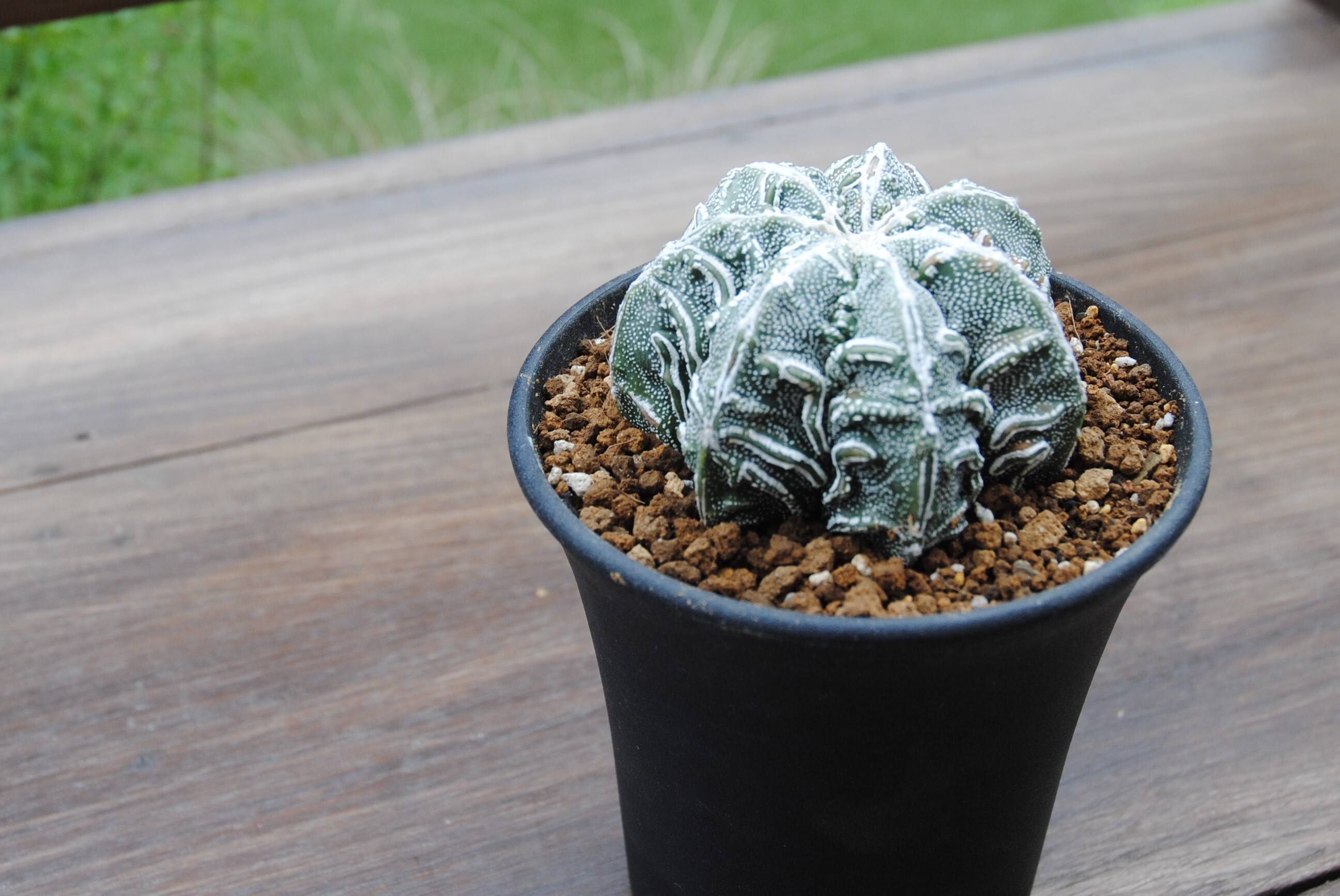 Astrophytum Sp アストロフィツム 盤石 ランポー玉 サボテン Plants Maru ー 多肉植物 サボテン 園芸グッズのお店 ー