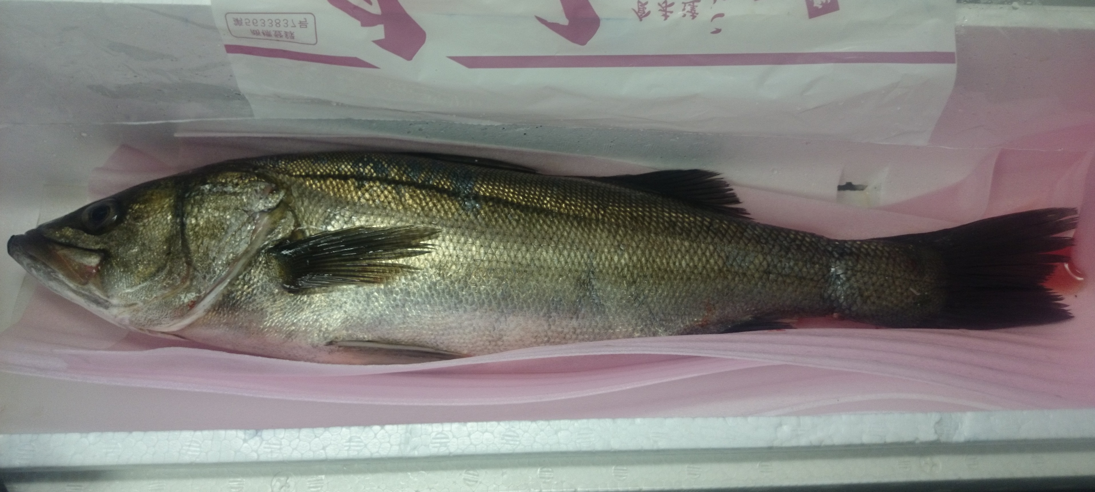漁師おまかせ鮮魚セット 江戸前船橋鮮魚バトル 5000円コース 江戸前新鮮組 すずきの聖地 海光物産