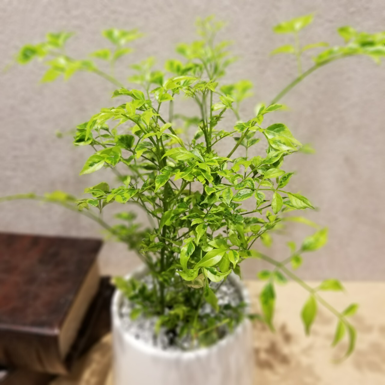 一点もの ステレオスペルマム レモンライム 観葉植物 スペルマムギフト ステレオスペルアム陶器 フラワーギフト専門店 Conoka Online Shop お花や観葉植物で記念日を彩る