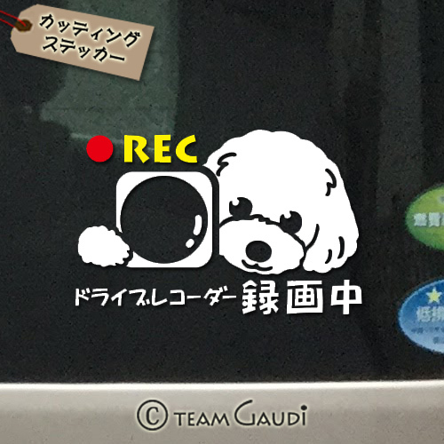 ドラレコ ステッカー トイプードル デザインb ステッカー 犬 ミックス犬 ドライブレコーダー録画中 煽り運転防止 シール 工房 Team Gaudi