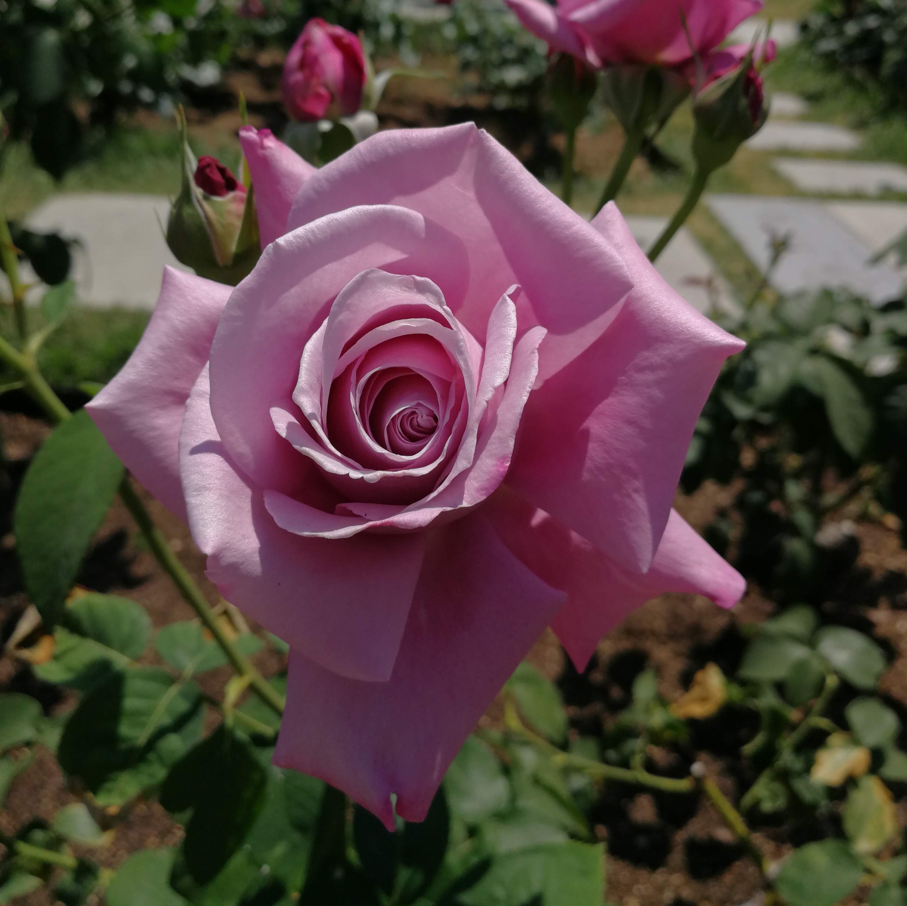 シャルル ド ゴール 天空のバラ園 無農薬バラ苗 花苗 クレマチス ハーブ産直販売