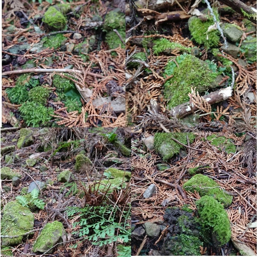 苔付き小石 木の実 小枝 5点おまかせ詰め合わせ ビオトープ 盆栽テラリウムパーツにおすすめ クリックポスト全国送料無料 ナチュライフ