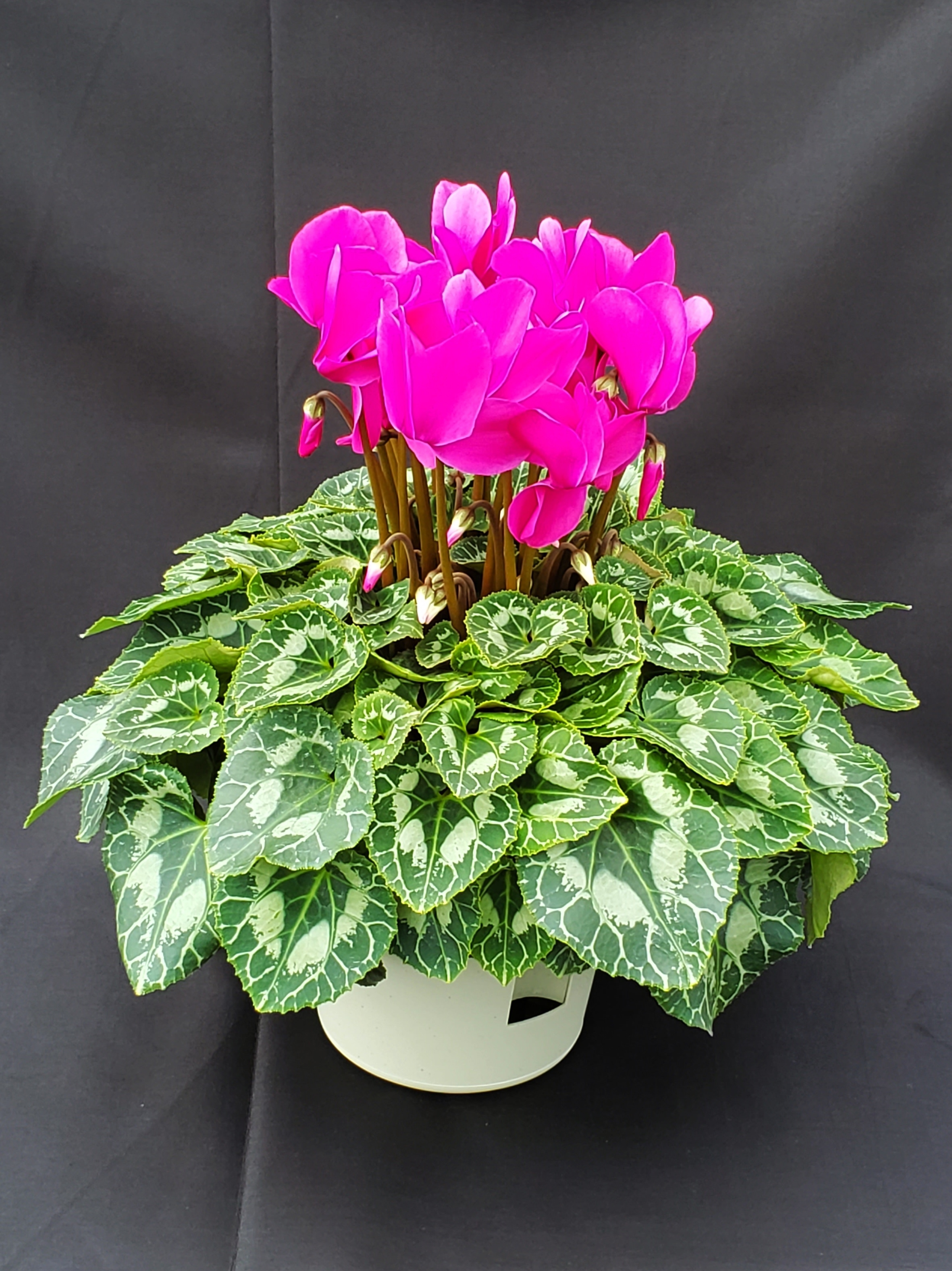 シクラメン ６寸 パステル系 パープル 送料込 エリアにより加算あり 長谷川園芸