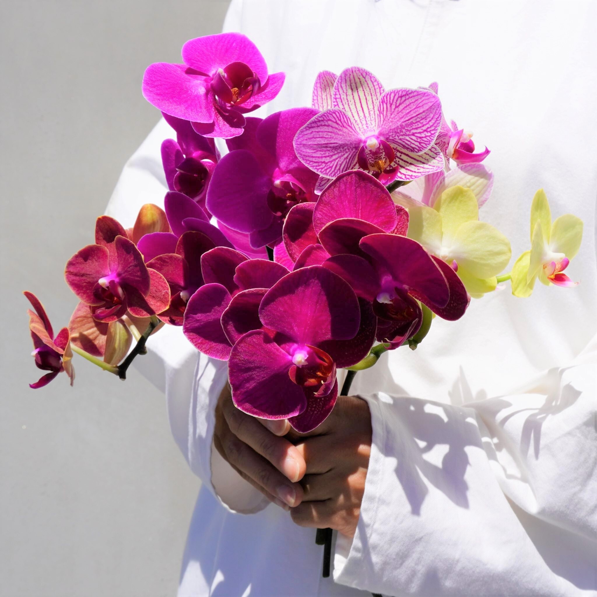 日野洋蘭園 ミディファレノ5本セット 送料込み よいはな Yoihana 最高品質のお花をお届けするネット通販