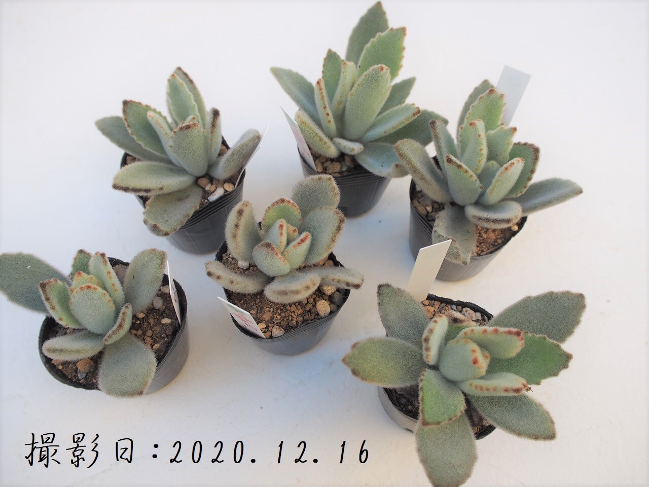 多肉植物 白兎 しろうさぎ カランコエ属 いとうぐりーん 産直苗 2号 多肉植物とガーデン雑貨 Macherie マシェリ