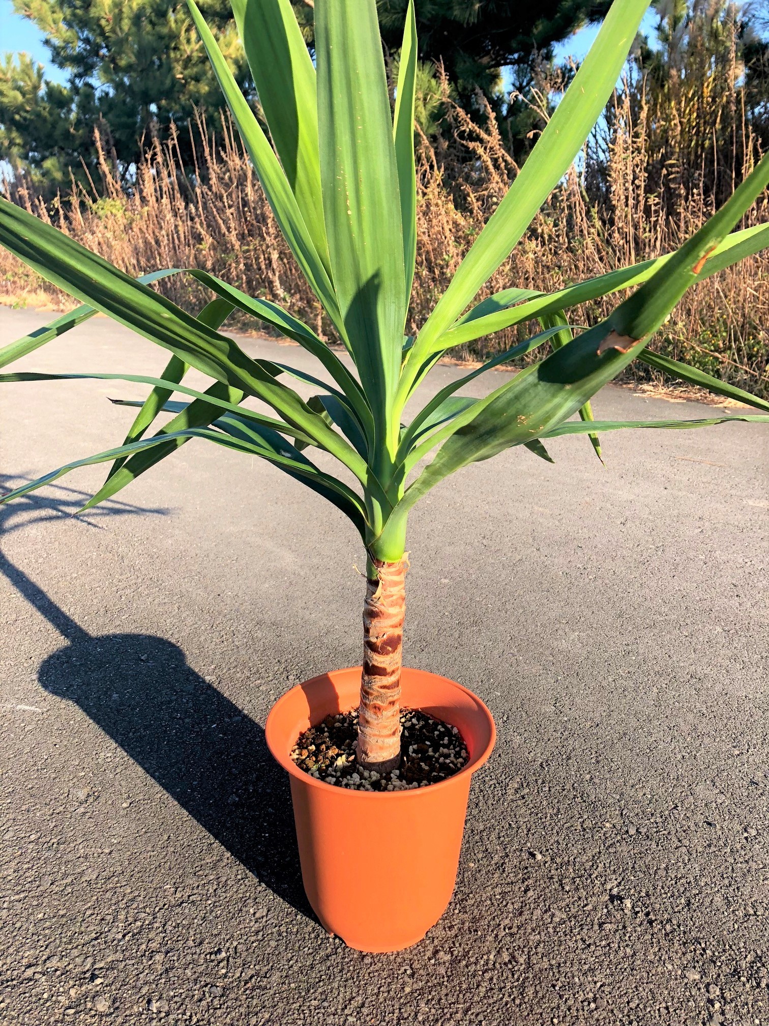 Yucca Elephantipes ユッカ エレファンティペス 青年の木 Plants Maru ー 多肉植物 サボテン 園芸グッズのお店 ー