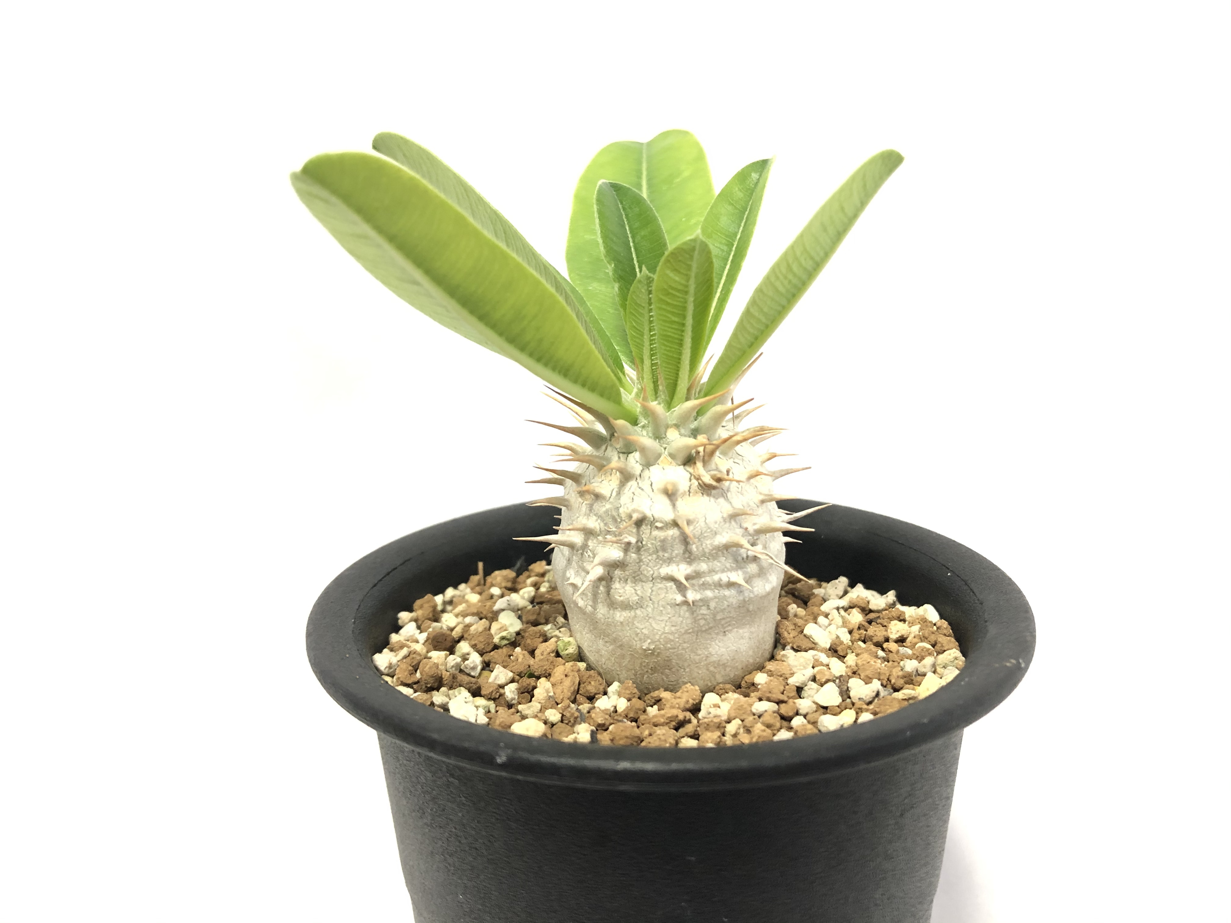 Pachypodium Densiflorum パキポディウム デンシフローラム シバ女王の玉櫛 塊根植物 コーデックス Plants Maru ー 多肉植物 サボテン 園芸グッズのお店 ー