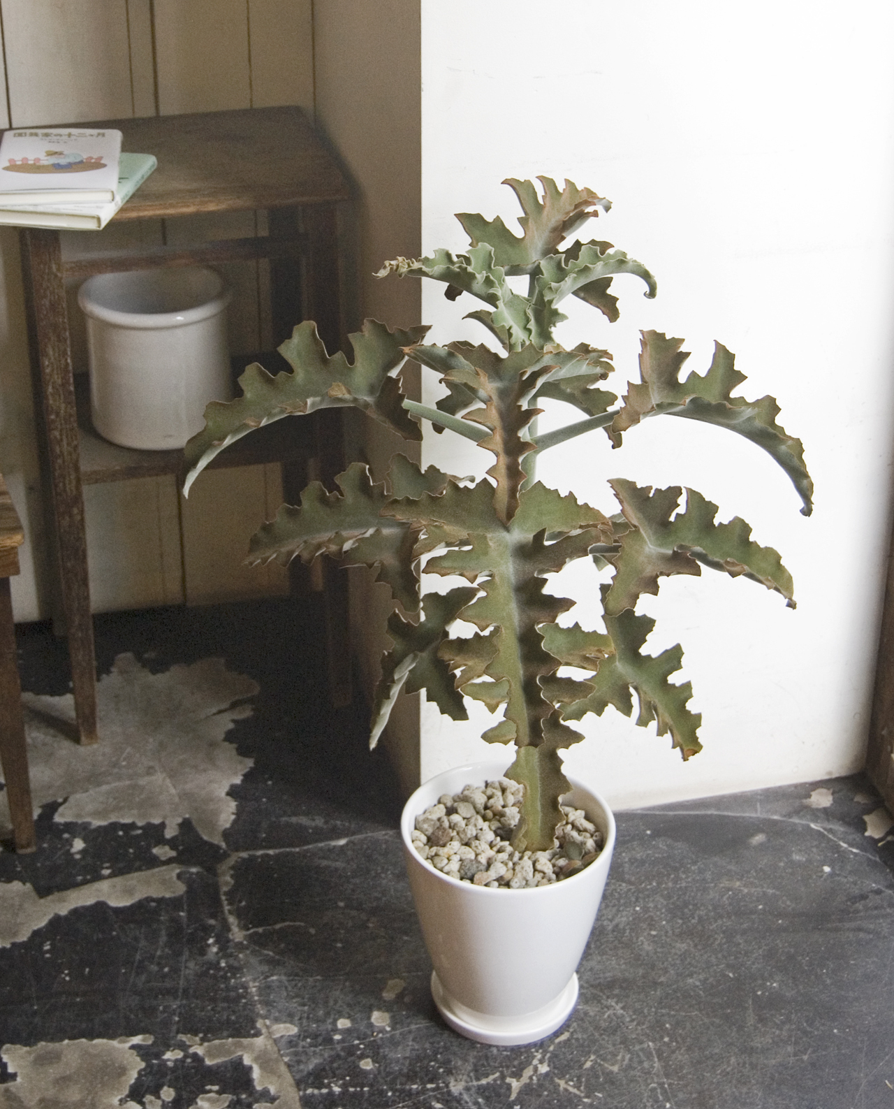 カランコエ ベハレンシス Neo Green