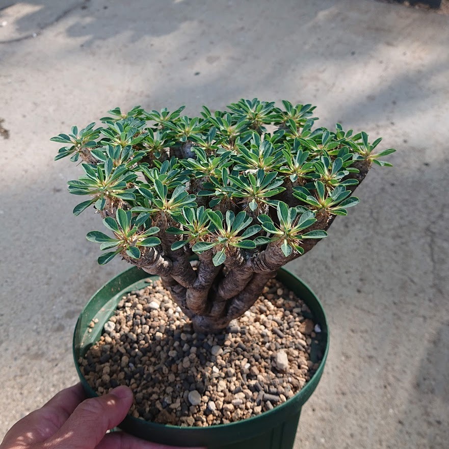 ユーフォルビア ギラウミニアナ Euphorbia Giillauminiana 多肉 植物ハオルチア アガベ サンスべリアの店mellowgarden