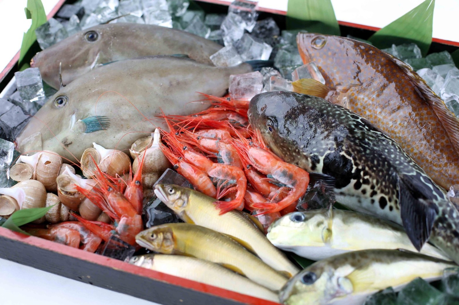 業務用鮮魚セット おまかせ 鮮魚 大パック 橋爪商店