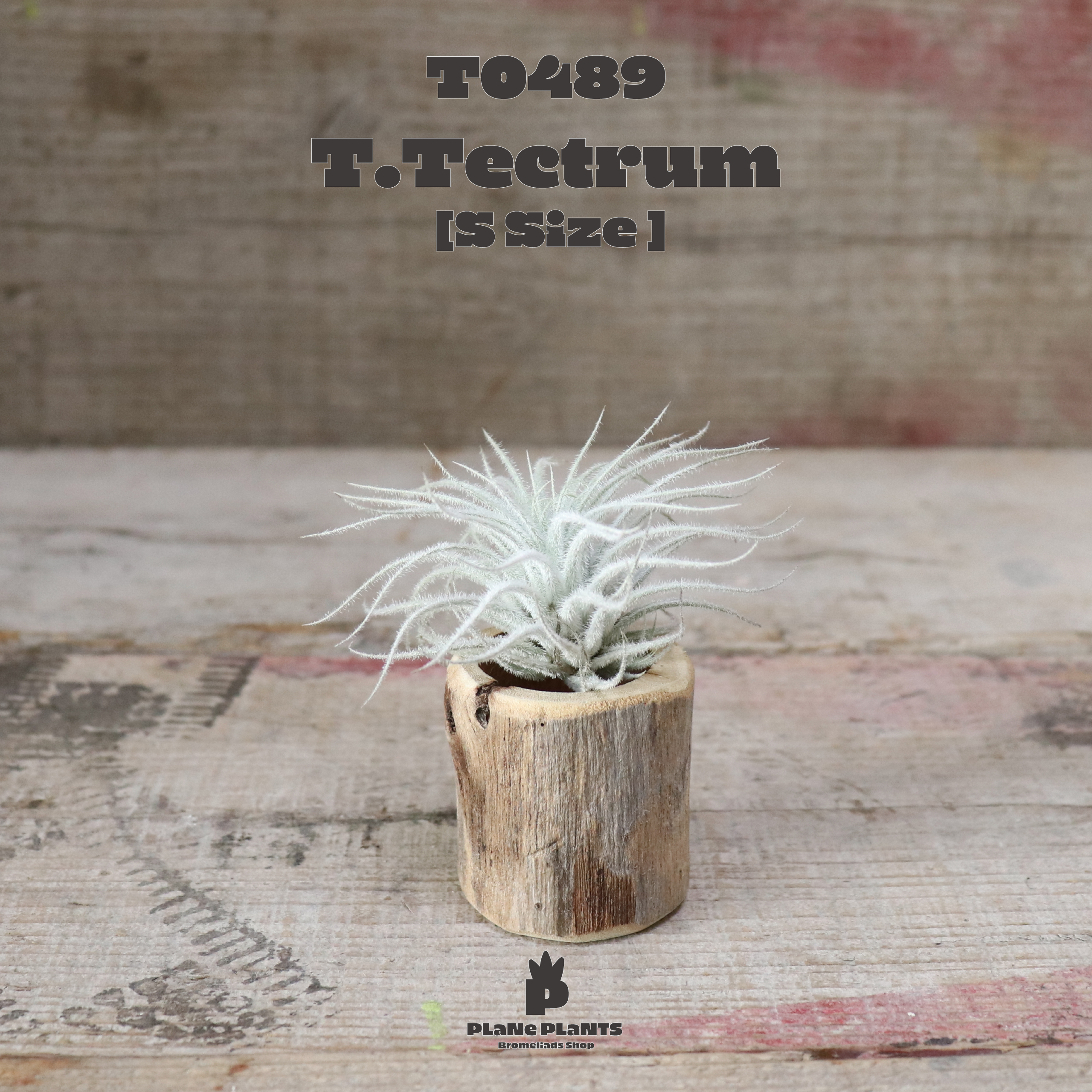 送料無料 テクトラムs エアプランツ 現品発送t04 Plane Plants