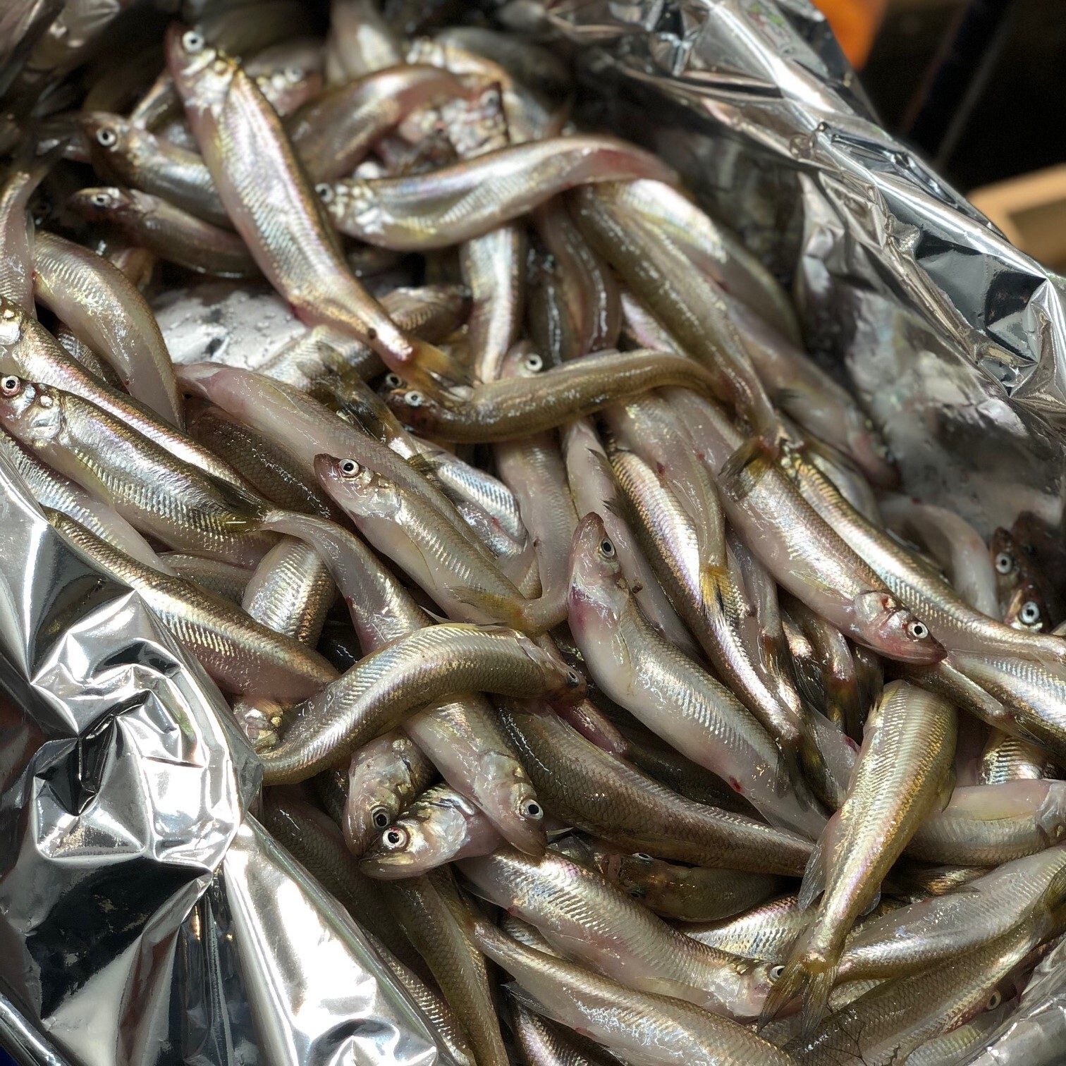 北海道 生ししゃも 厚岸産 オス メス混合 柳葉魚 生ししゃも500g 冷蔵 豊洲直送 Okawari 豊洲直送の高級海産物をお届け