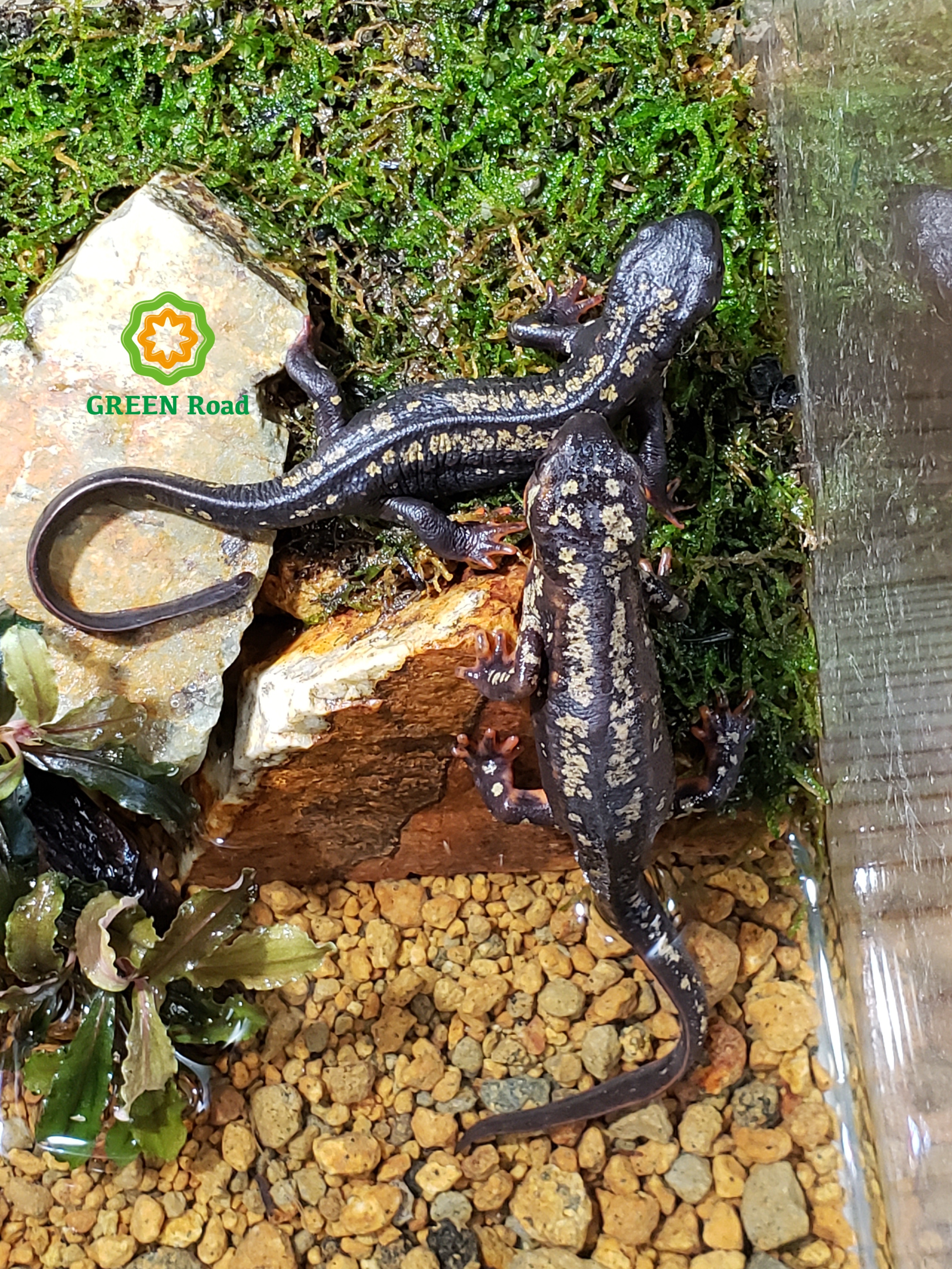 オキナワシリケンイモリpair Green Road