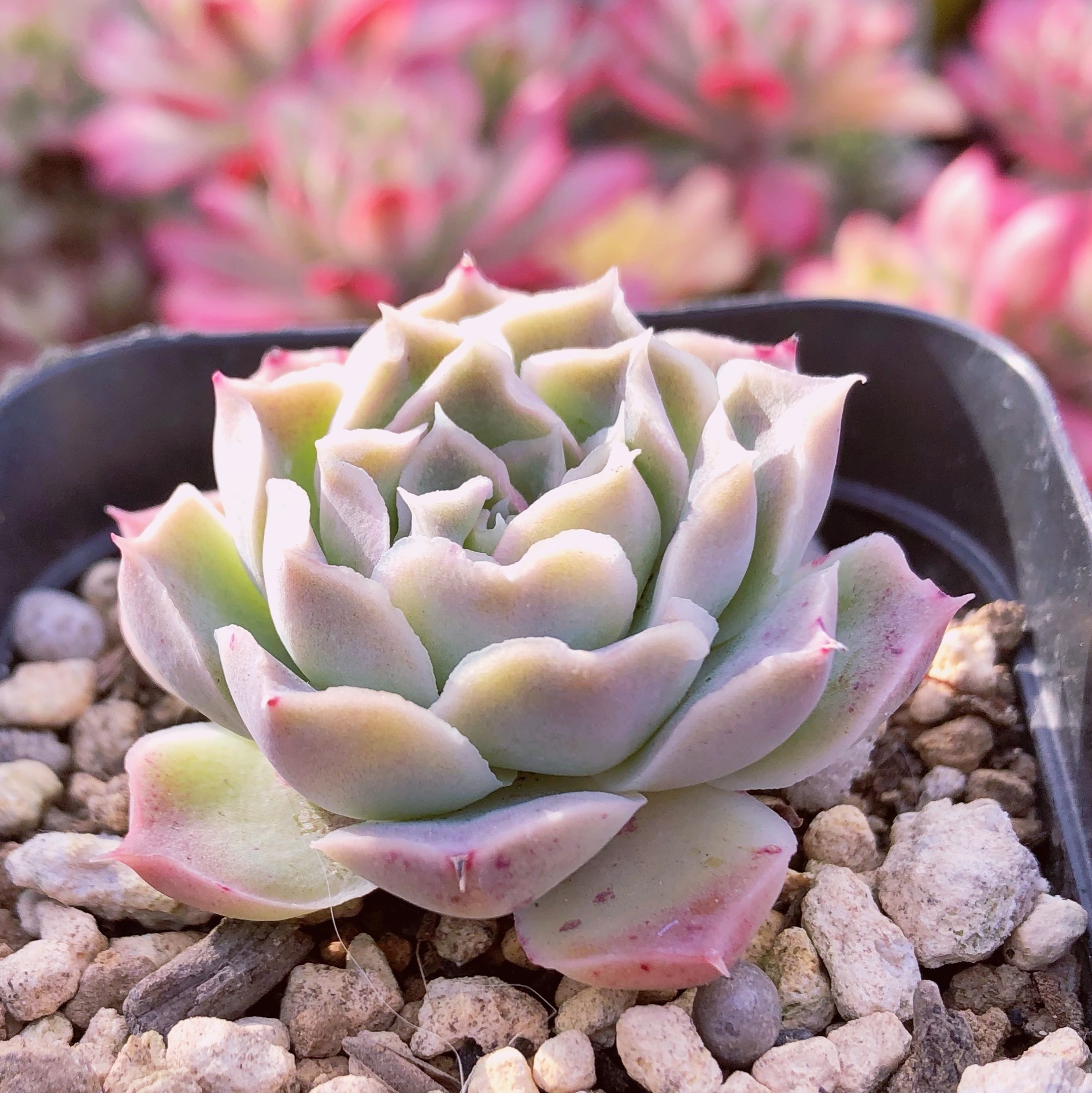 多肉植物 ローズ月影 るる農園 多肉植物専門 水曜より順次発送