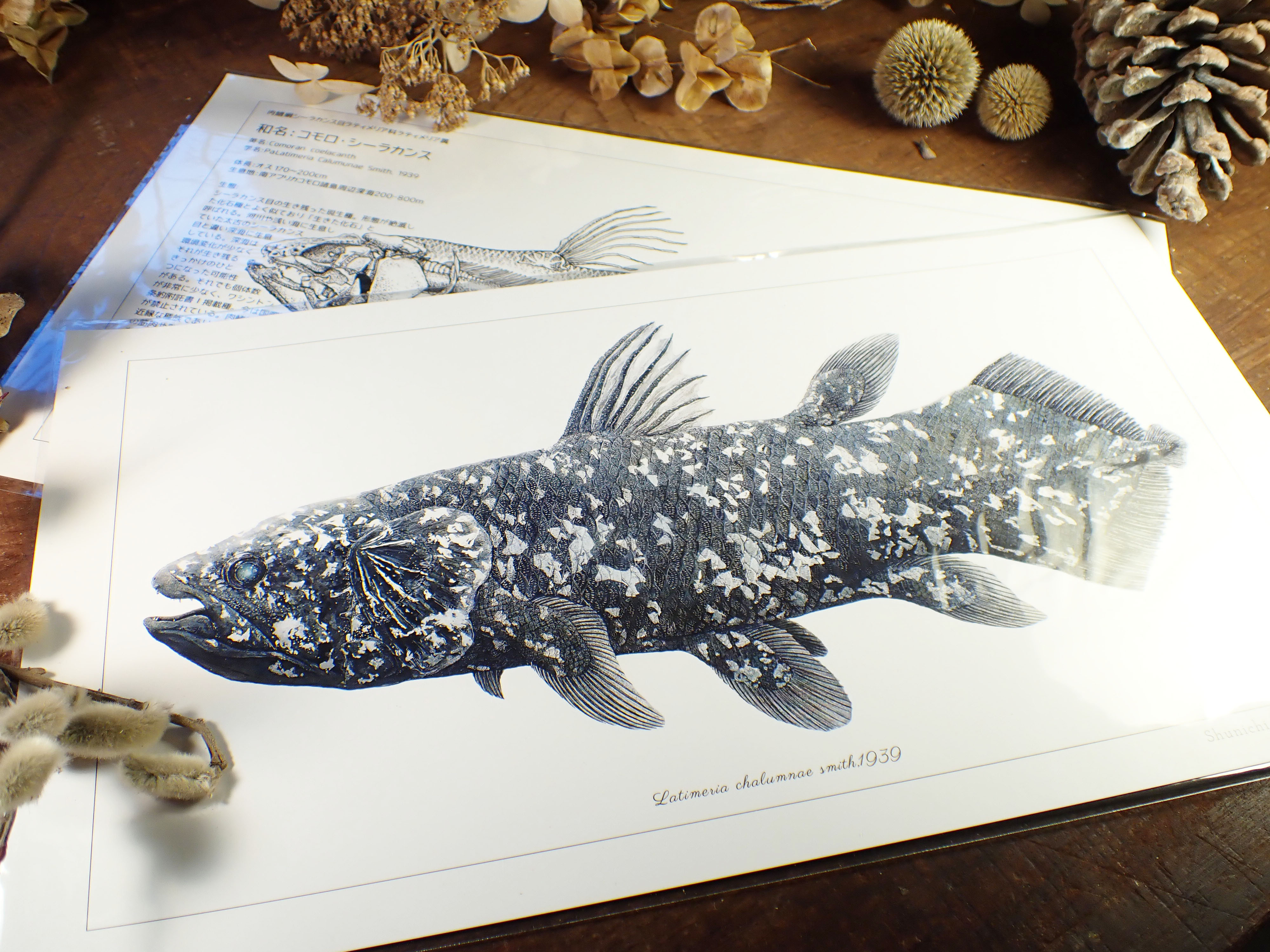 シーラカンス特大図鑑カード Kawashun かわさきしゅんいち公式ショップ