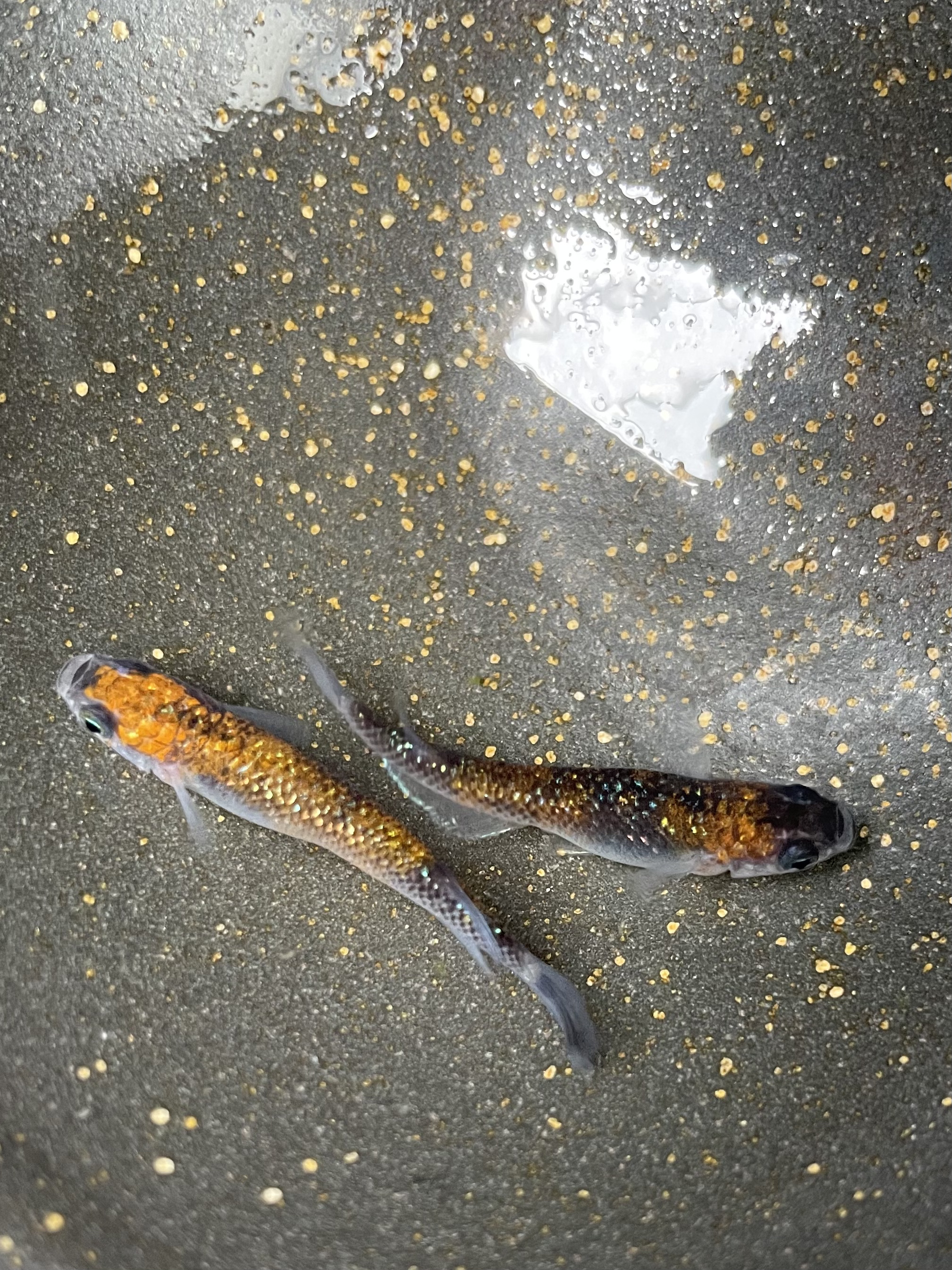 陽めだか 2 月華めだか 1ペア 現物 アクアショップ陽めだか