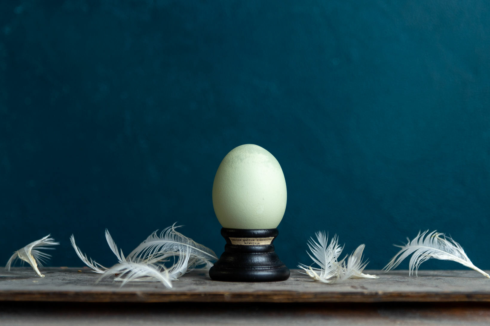 Bird Egg Specimen アロウカナの卵標本 Miomori Online Shop