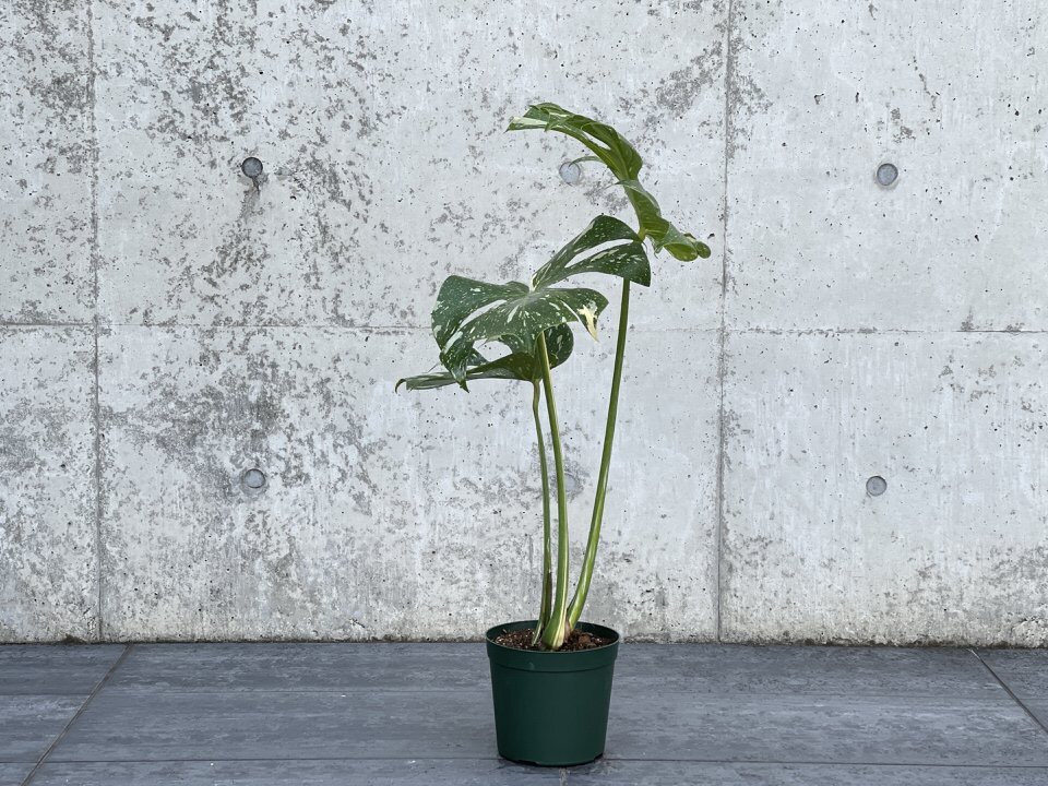 希少種 モンステラ デリシオーサ タイコンステレーション 送料税込 0714 Irodorimidori Green Market