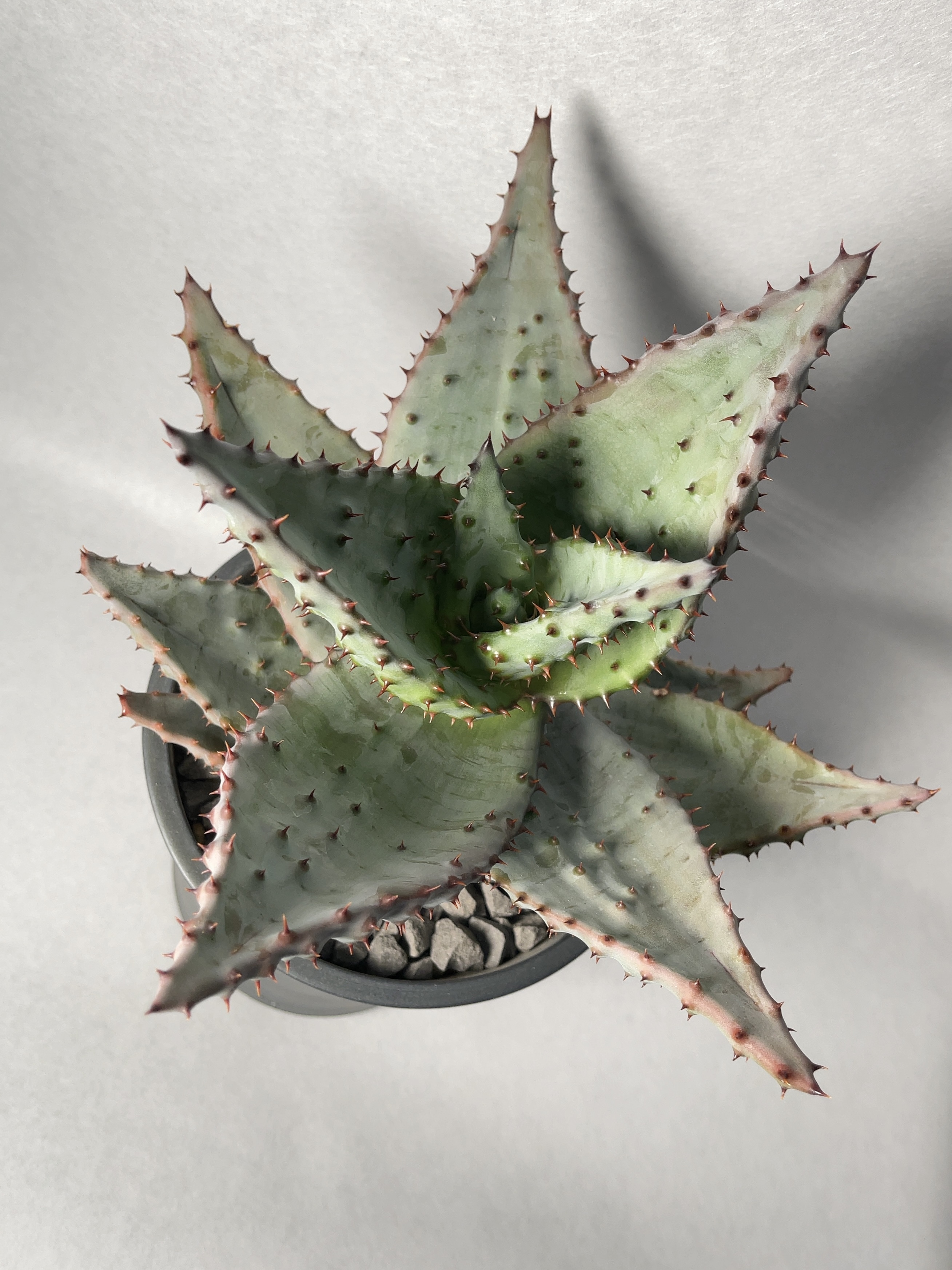 アロエ 鬼切丸 Trigger