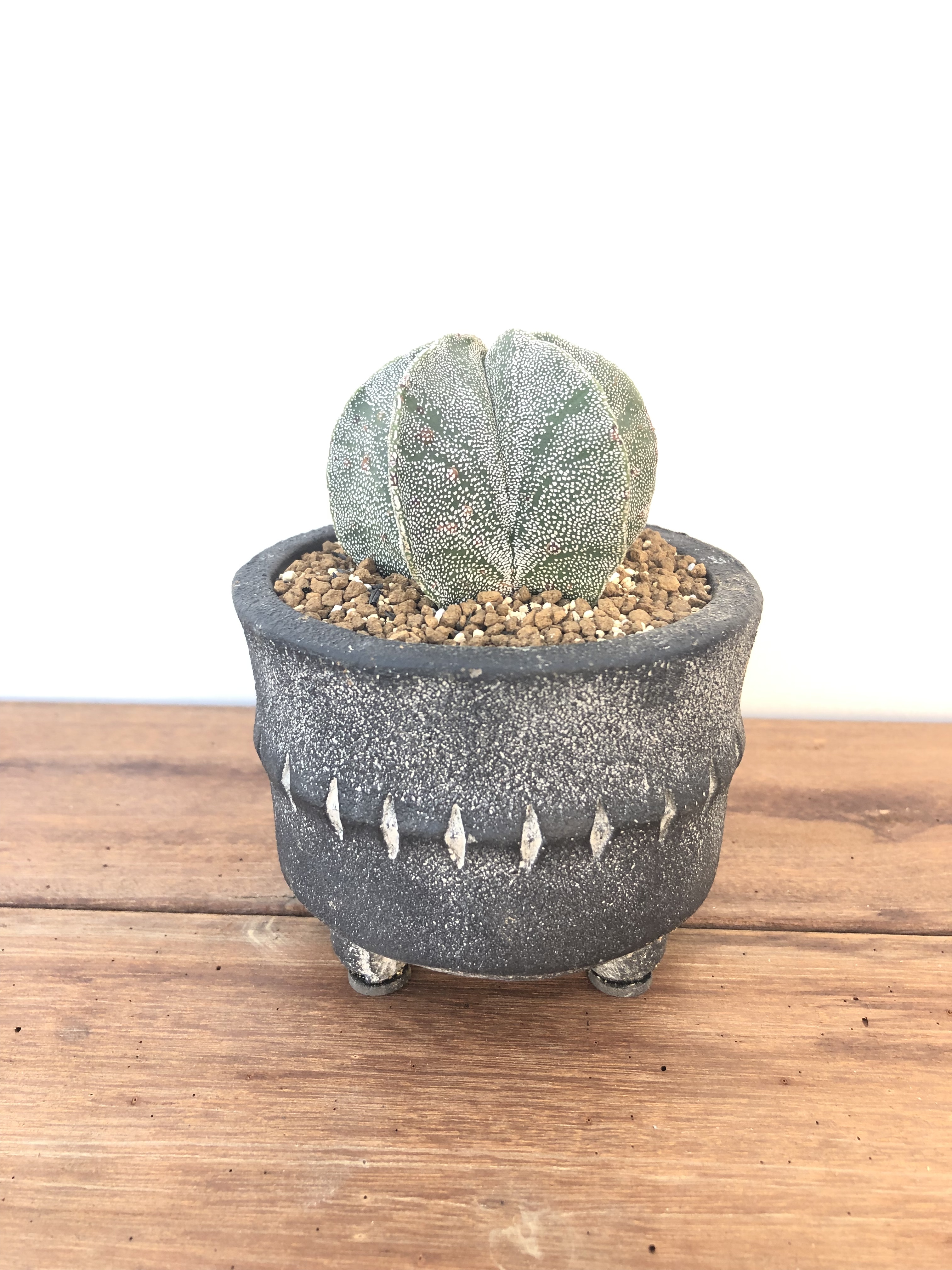 Astrophytum アストロフィツム ランポー玉 サボテン ミニ鉢 Plants Maru ー 多肉植物 サボテン 園芸グッズのお店 ー