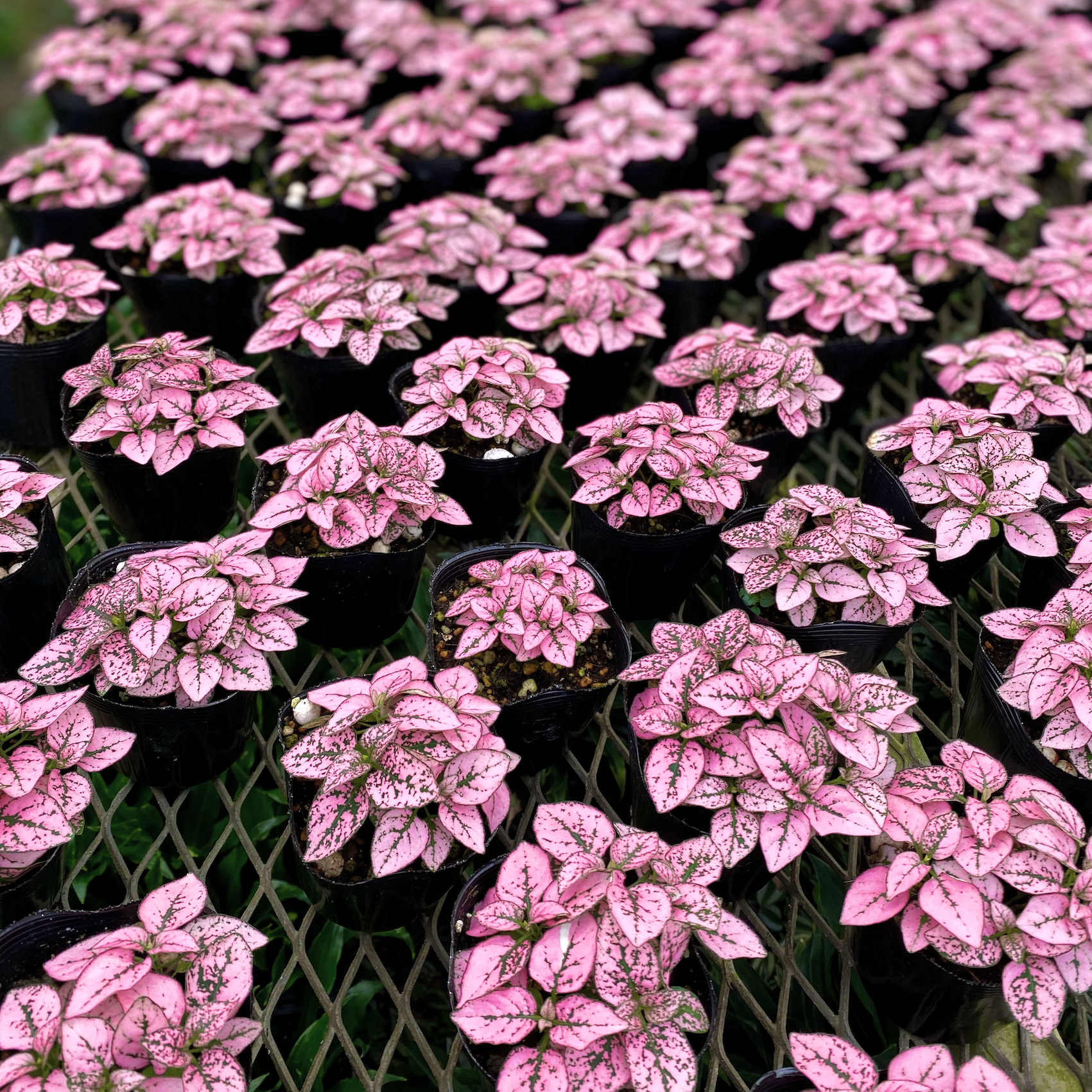 ５ ヒポエステスローズ Ina工藝 Inakougei 観葉植物 多肉 園芸雑貨