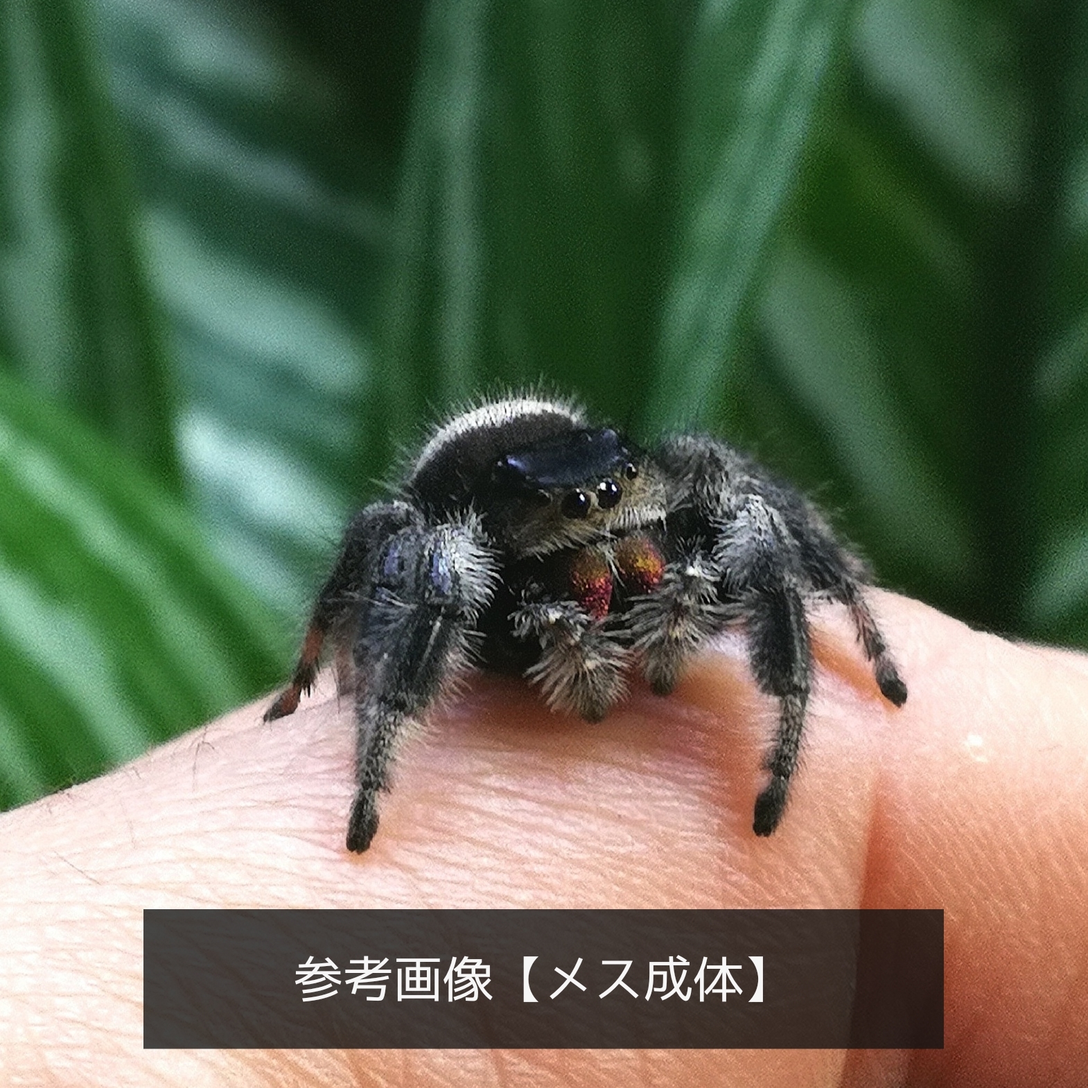 １ペア リーガルジャンピングスパイダー Phidippus Regius ブルーゲッコーラボ Bluegeckolab