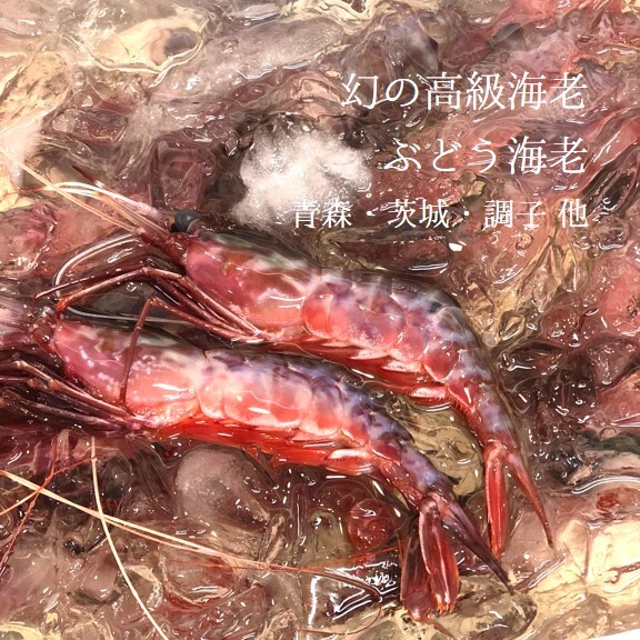 幻の高級海老 ぶどう海老 青森 茨城 千葉 他 1尾50 70g 計300g 4 6尾 ぶどう海老300g 冷蔵 生ブドウエビ 葡萄海老 Okawari 豊洲直送の高級海産物をお届け