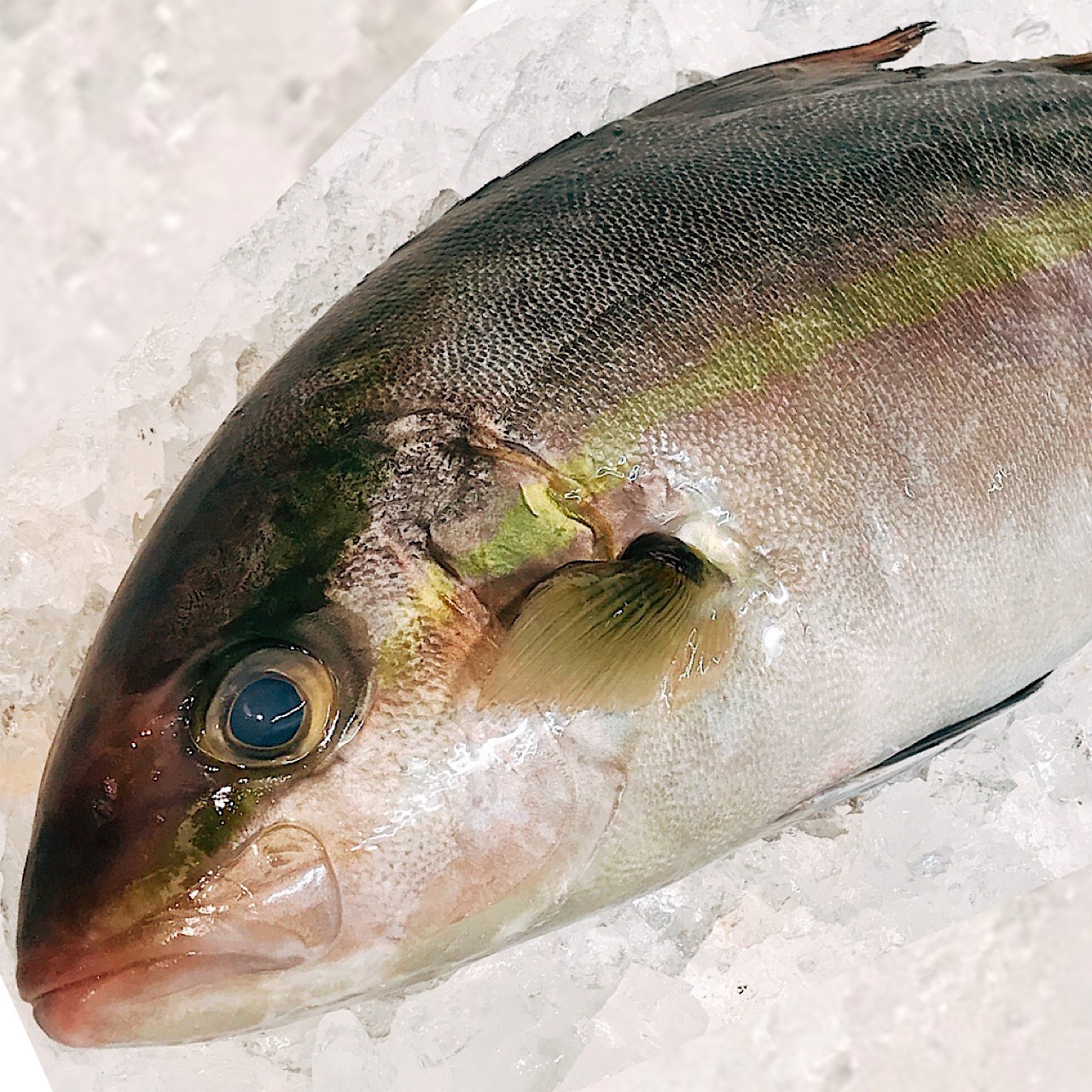 天然カンパチ 半身 Shiso 魚で血液クレンジング