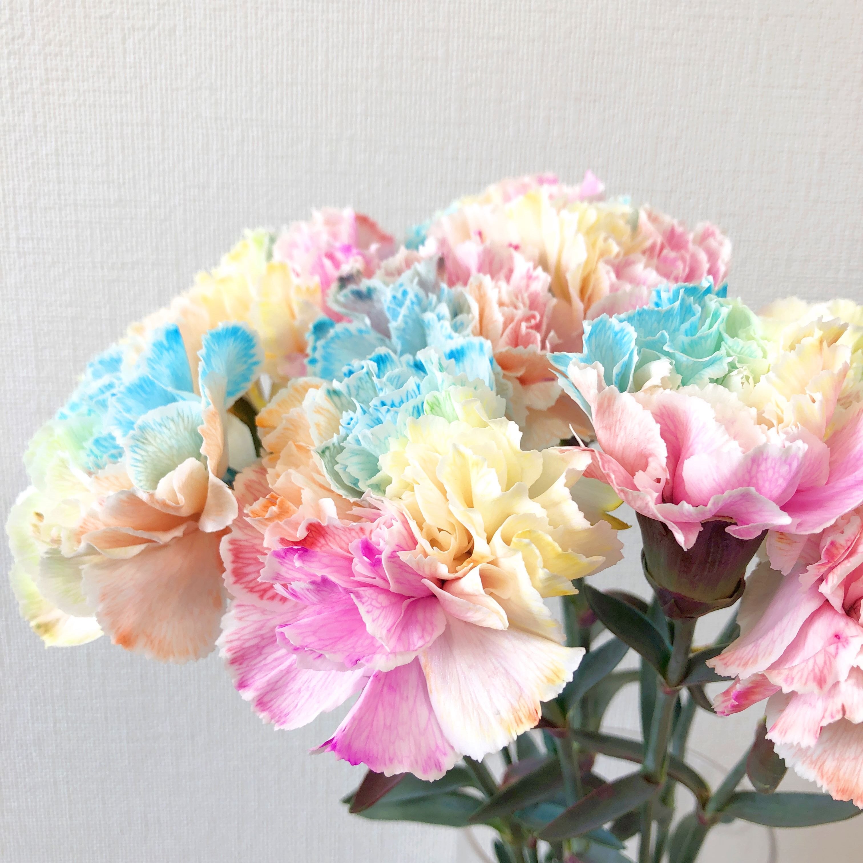 長崎県 カーネーション生産の匠が作る 希少色のレインボーカーネーション10本 Jp Farmers Com