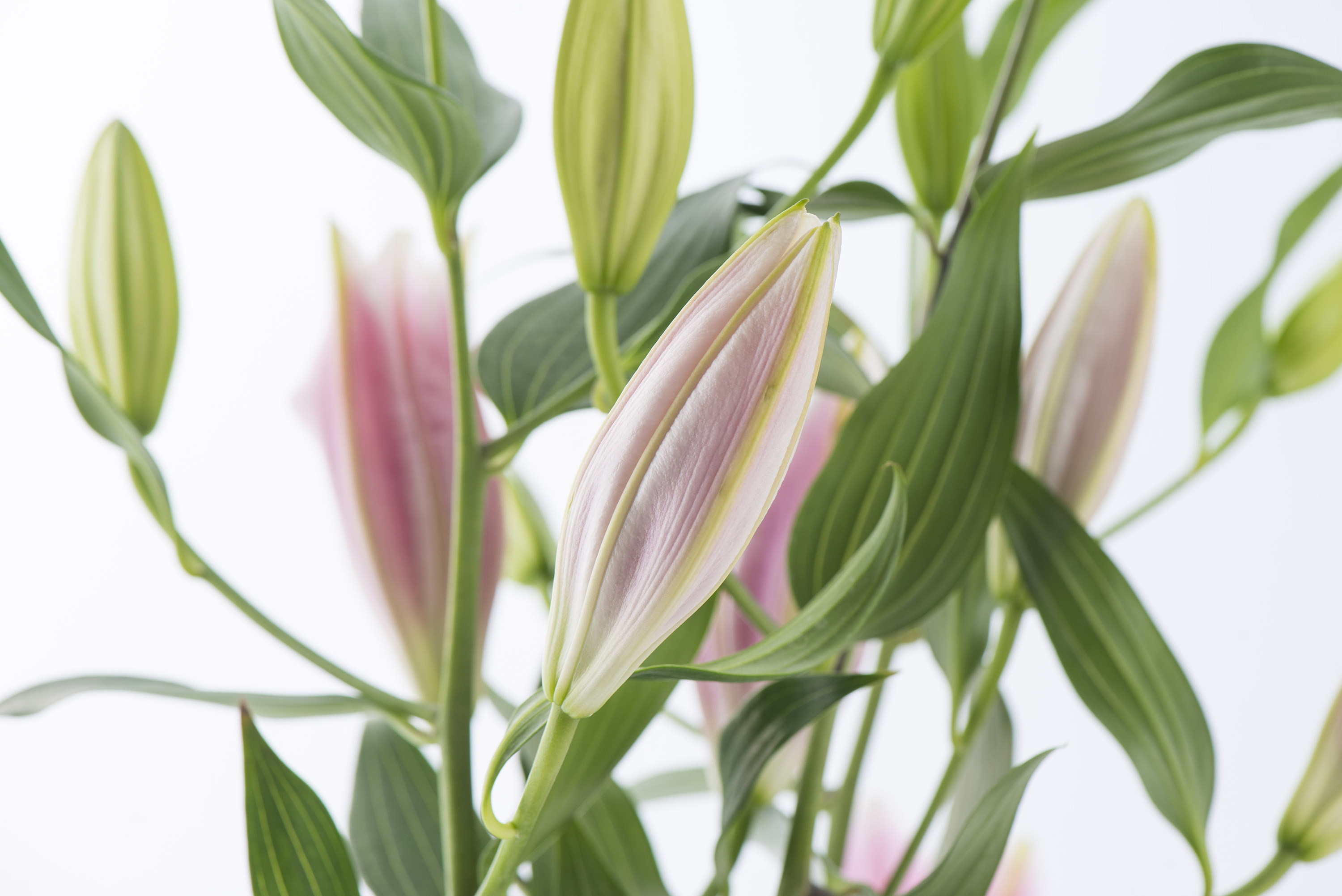 オリエンタルリリー 10本 等級3l 気品あふれる国産ユリ フラワーロス支援 スマイルフラワープロジェクト