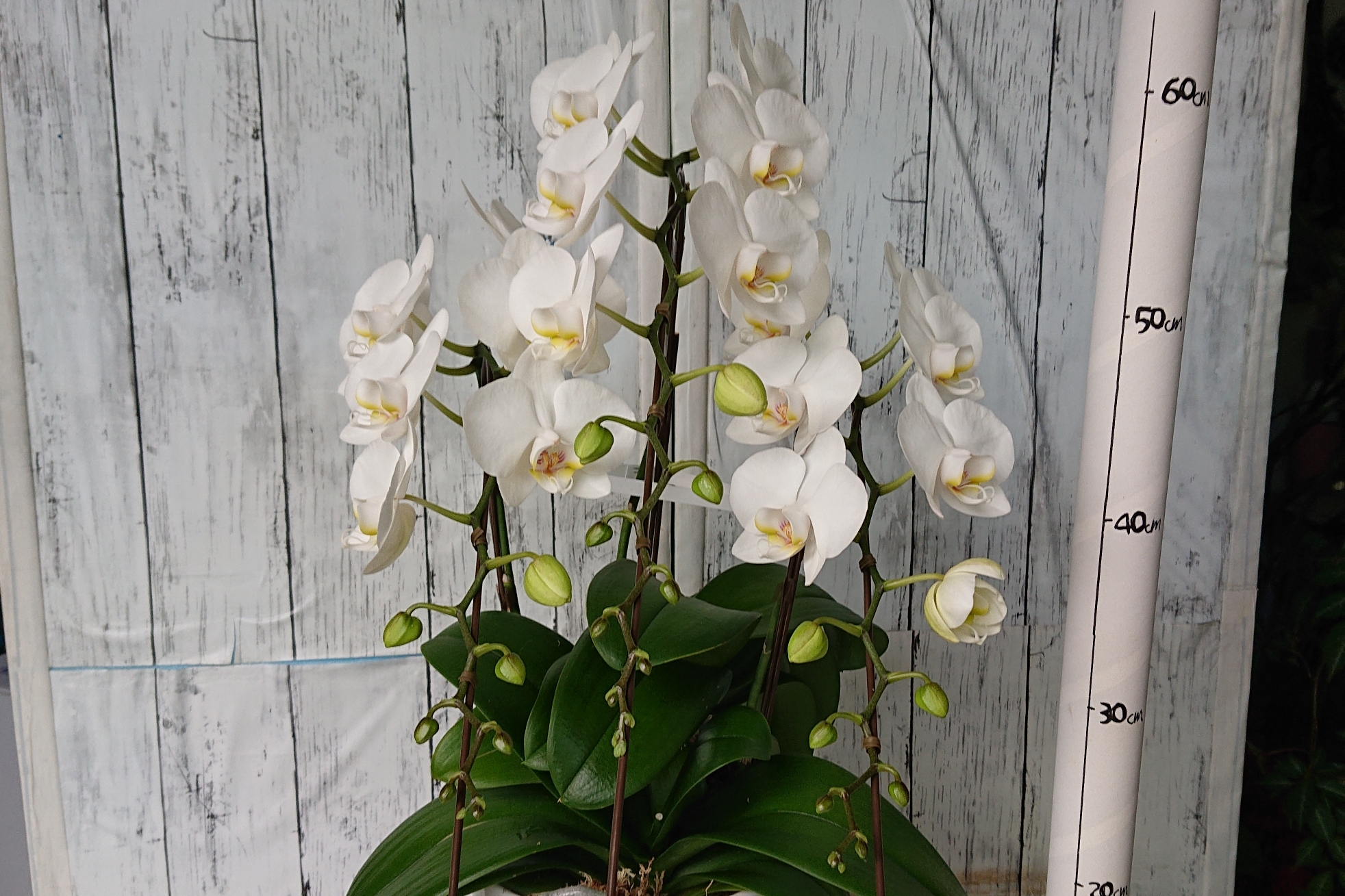 長崎の花屋さん ミディ胡蝶蘭3f 花どころ かん