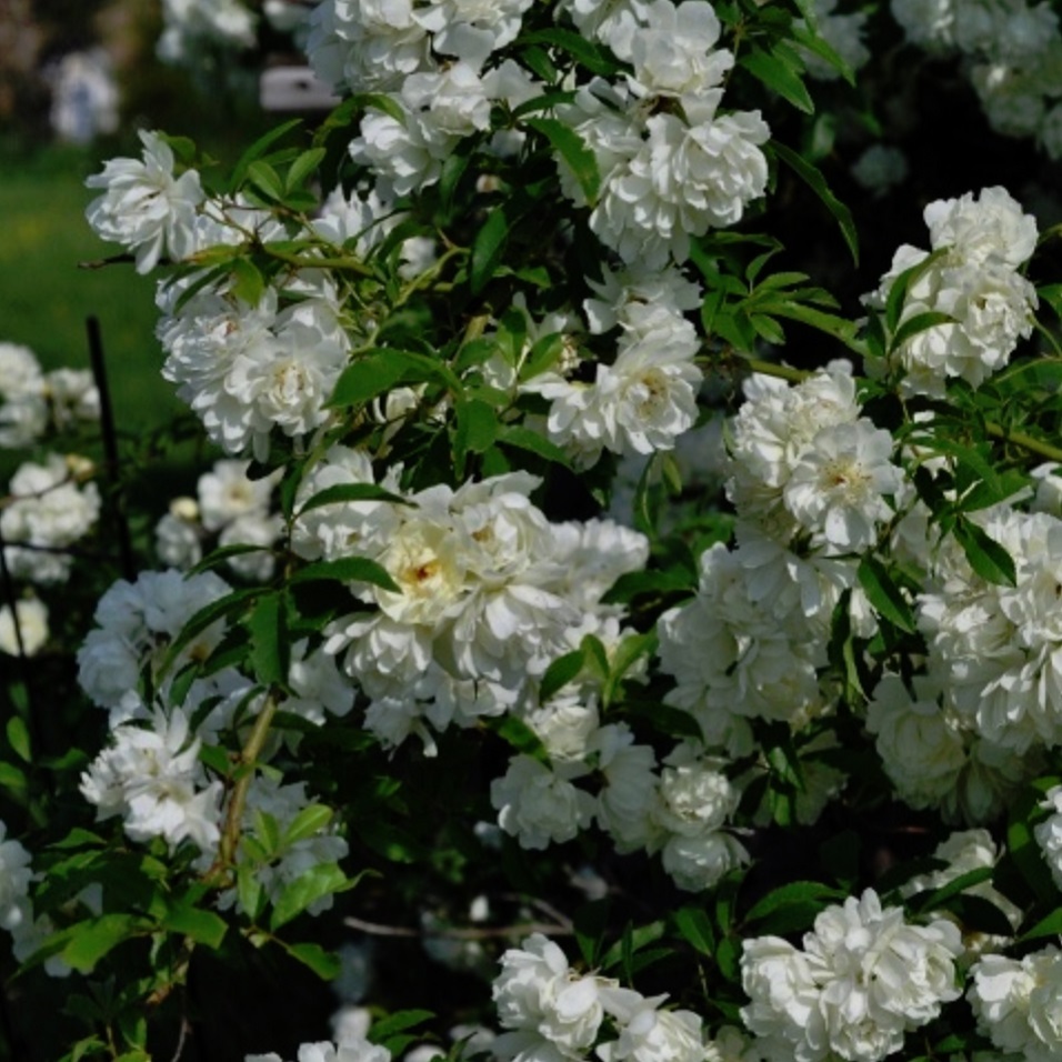 ピューレッツァ 天空のバラ園 無農薬バラ苗 花苗 クレマチス ハーブ産直販売