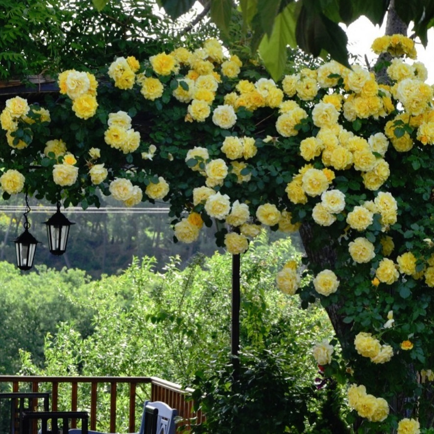 エバーゴールド 天空のバラ園 無農薬バラ苗 花苗 クレマチス ハーブ産直販売