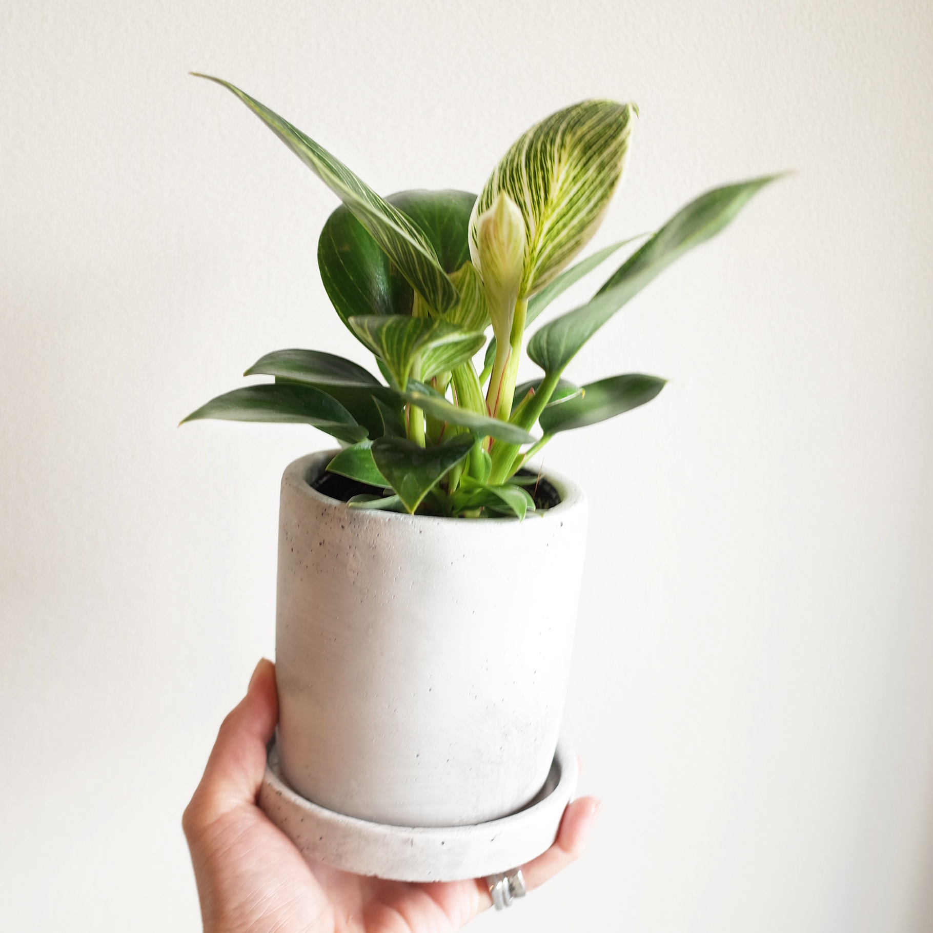 フィロデンドロン バーキン At 1011 アトリエ テンイレブン