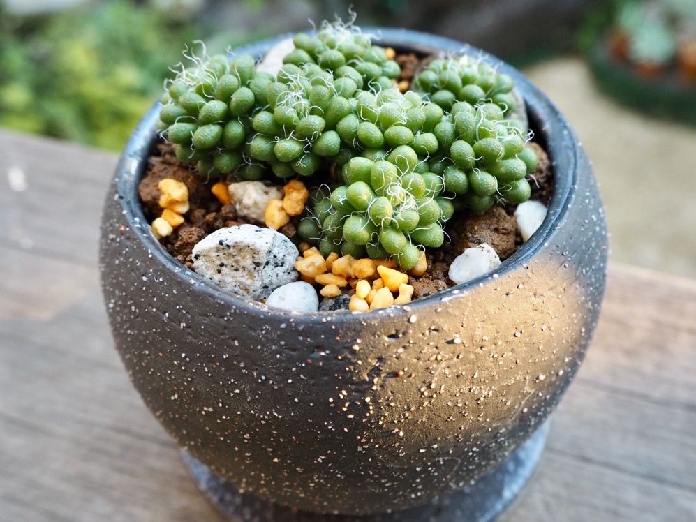 アナカンプセロス茶傘 多肉植物デイジーアンドビー