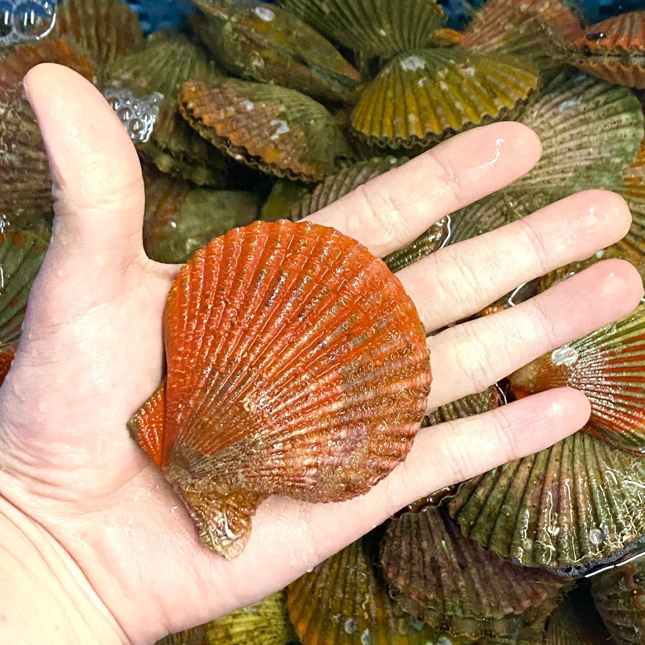 ヒオウギ貝 10個 アッパ貝 バタ貝 虹色貝 パール食品店