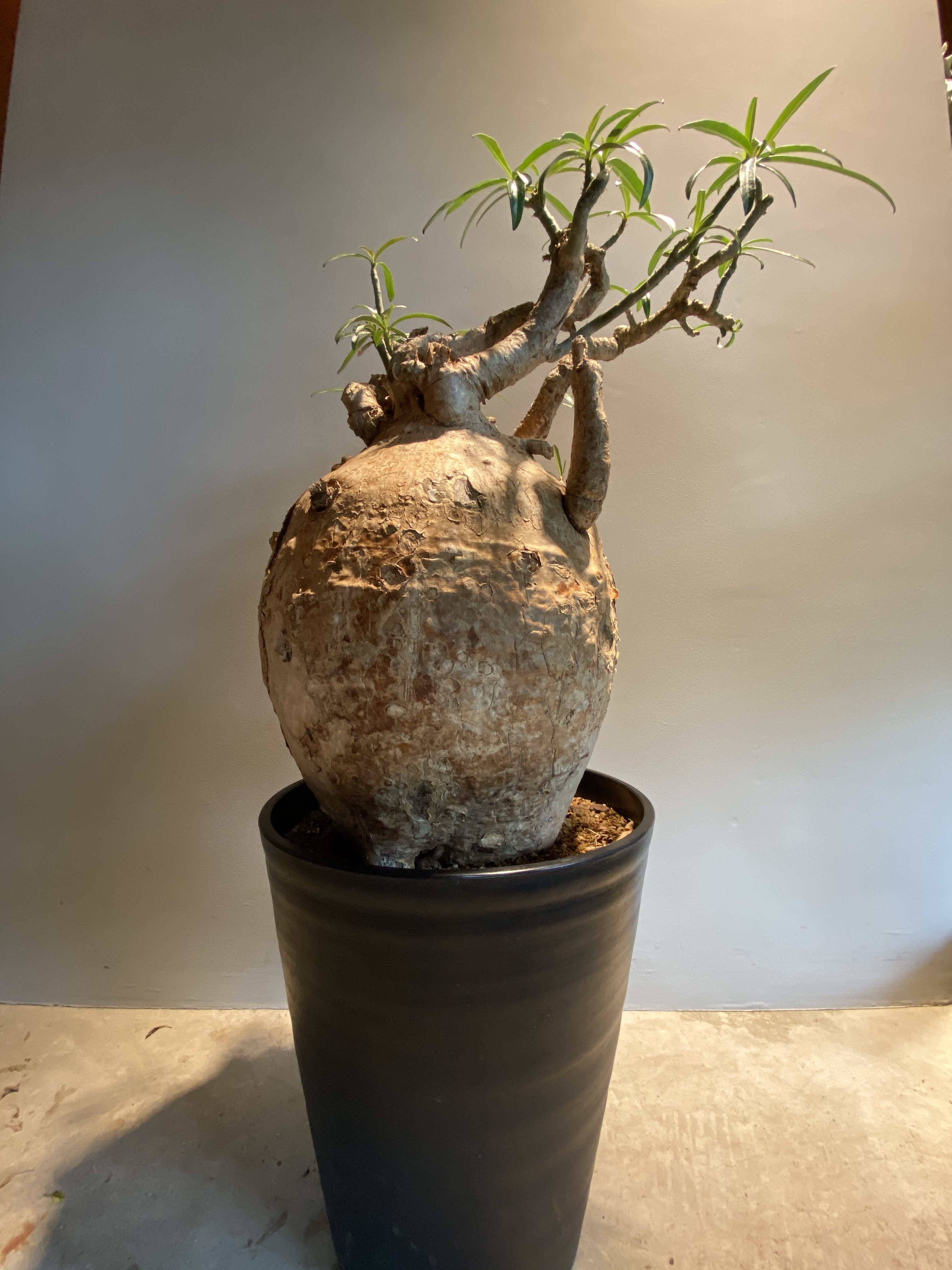 Adenium Somalense アデニウム ソマレンセ Hanacho Exotics Plants