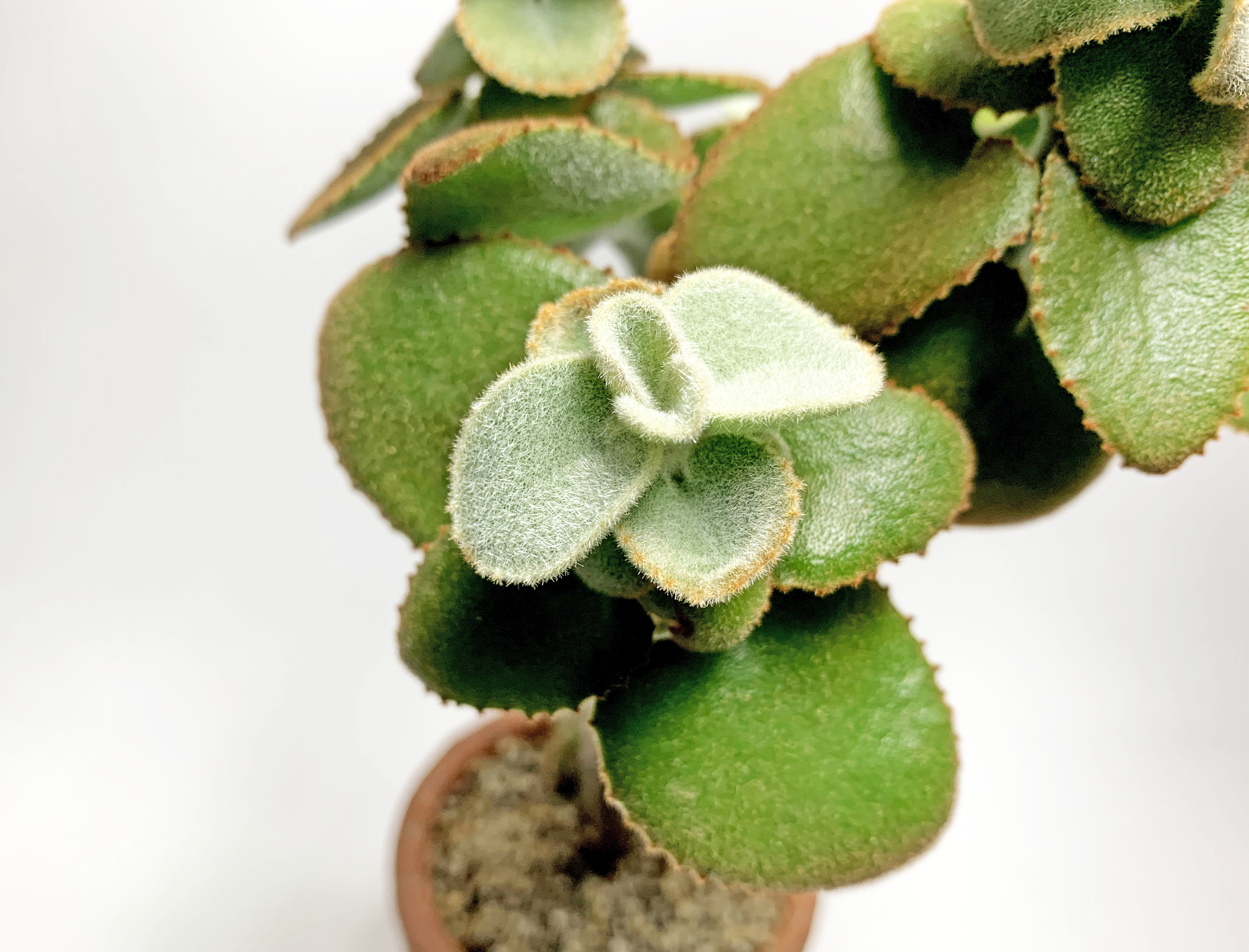 カランコエ ベハレンシス スモールフォーム ノタ