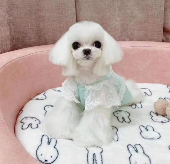 お姫様レースワンピース 犬 猫 ペット服 Candydogg