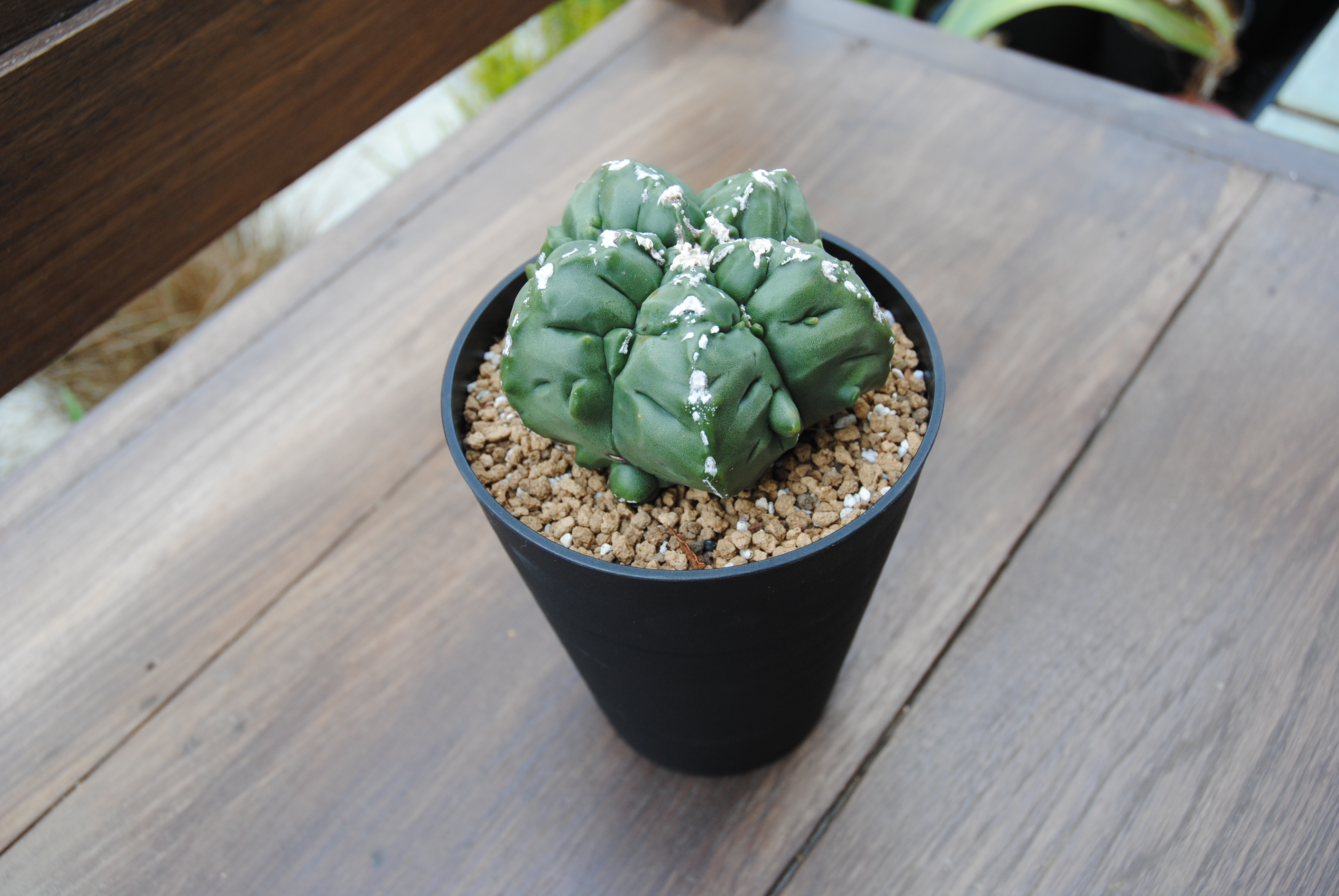 Astrophytum Sp アストロフィツム 亀甲ヘキラン サボテン Plants Maru ー 多肉植物 サボテン 園芸グッズのお店 ー