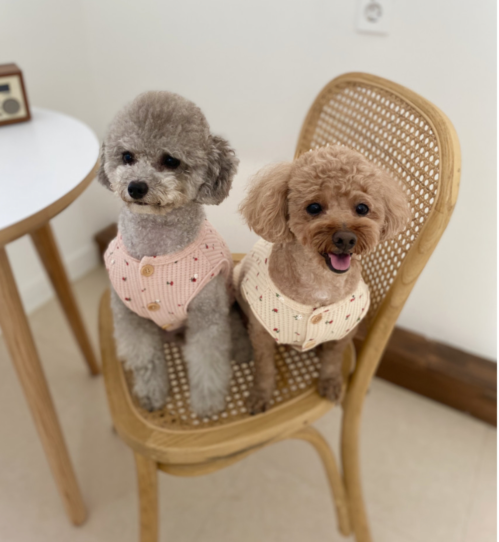 予約 チェリーワッフルベスト ピンク Luana Dog