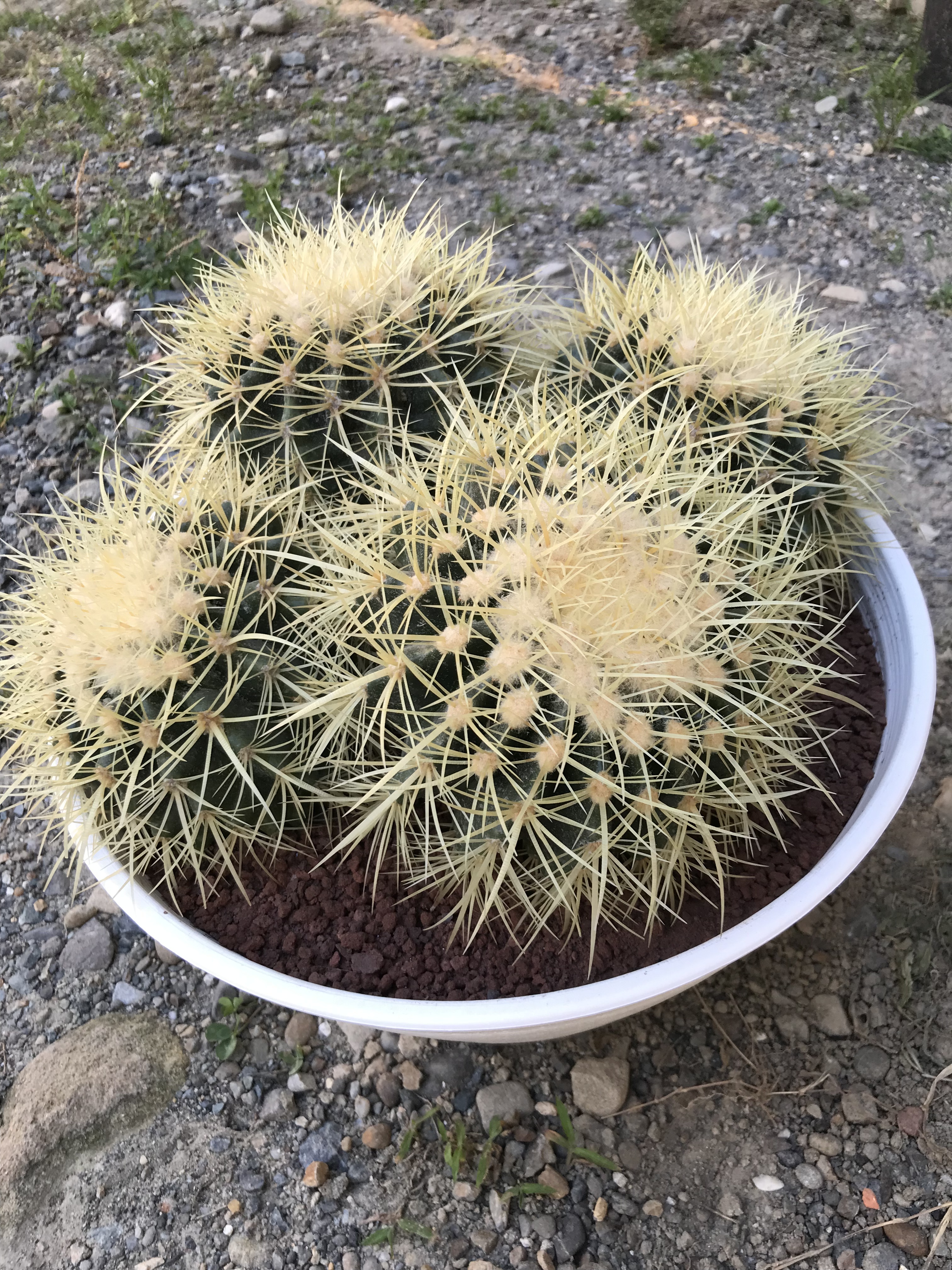 即納最大半額 金鯱ハイタワー 金鯱 サボテン 多肉植物 塊根植物 ロックガーデン New限定品 Www Globaldentalcentre Org