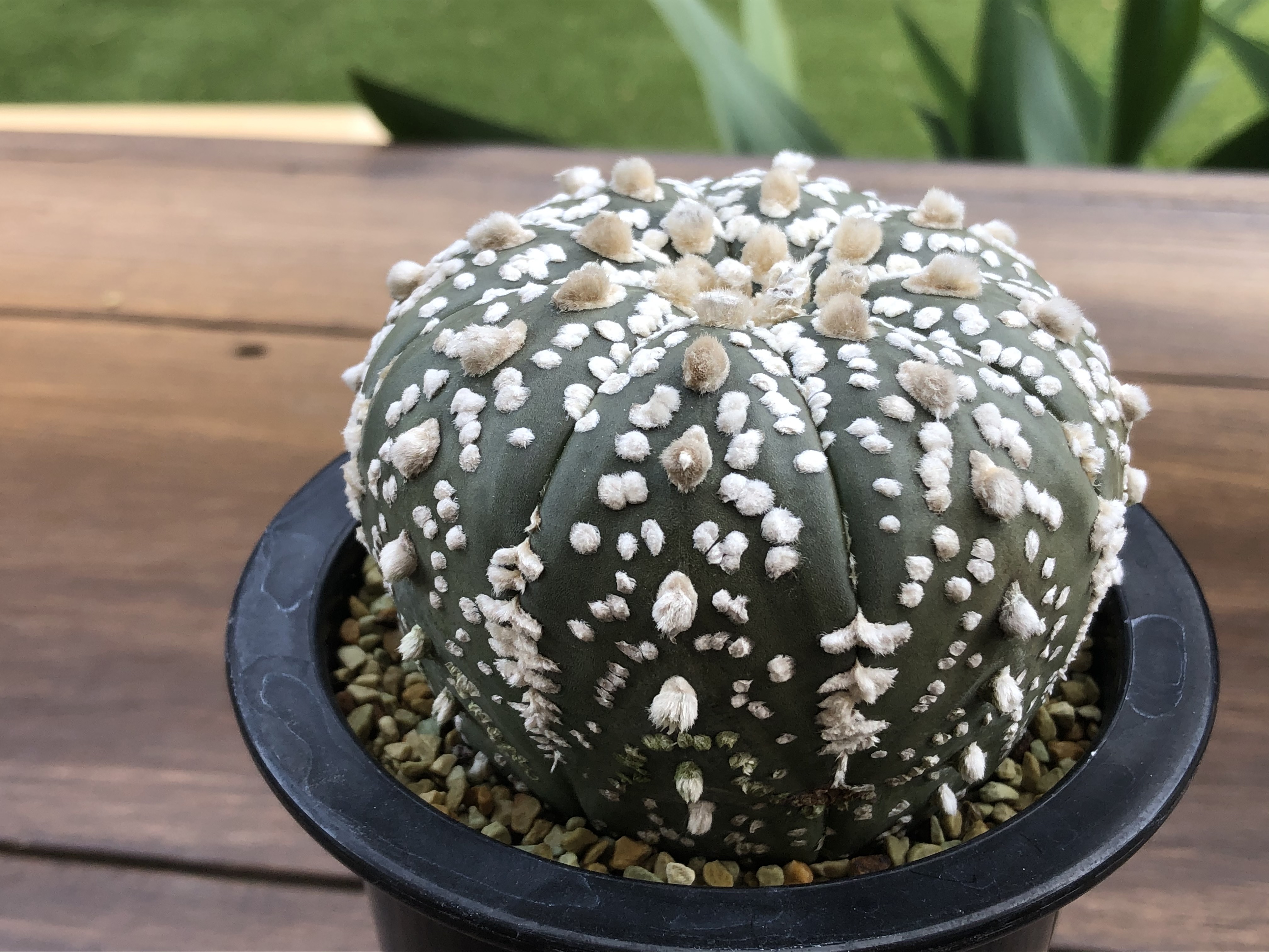 Astrophytum Asterias 兜丸 サボテン スーパー兜 Plants Maru ー 多肉植物 サボテン 園芸グッズのお店 ー