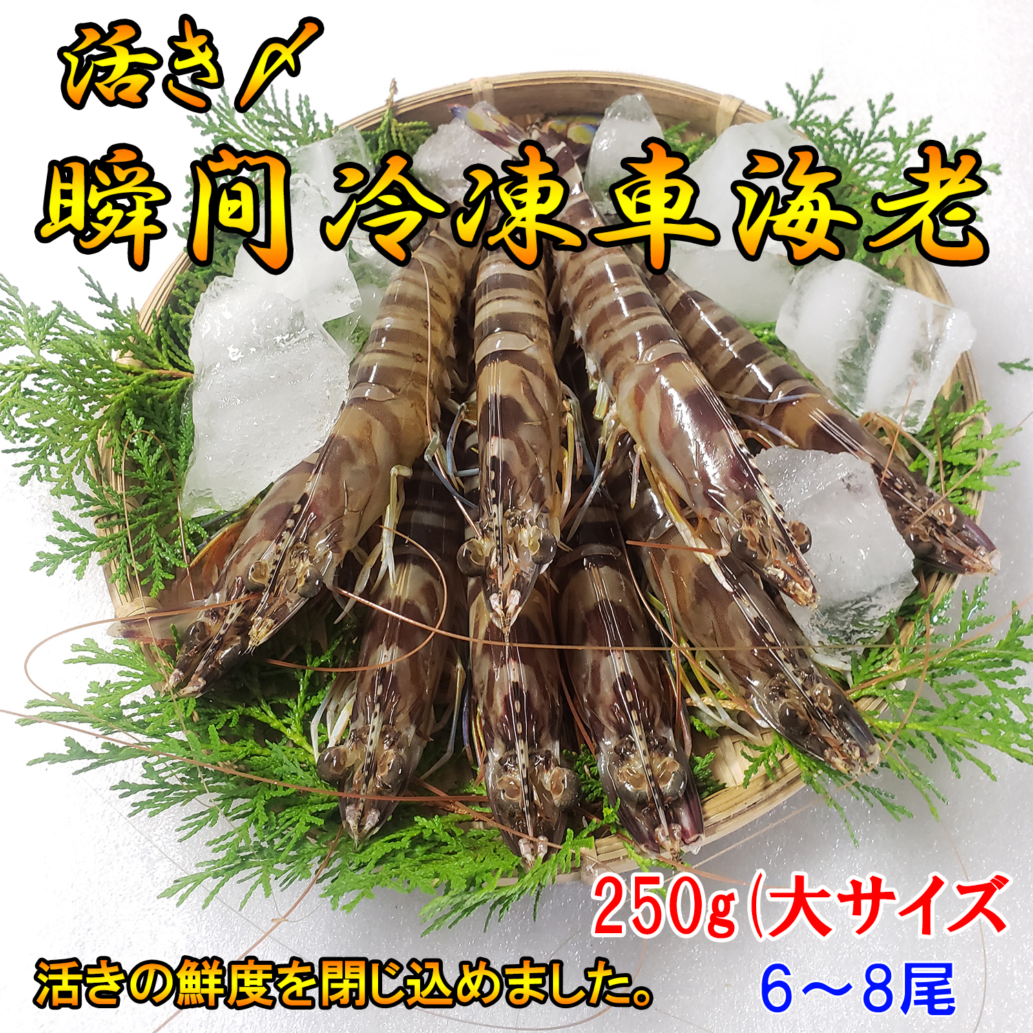活き〆瞬間冷凍 車海老 250g 大サイズ厳選 6 8尾 250g 1パック 熊本県産 水揚げ即瞬間冷凍で鮮度抜群 生食可 急速冷凍車エビ クルマエビ 車えび さしみ用 車海老の通販 くるまえびや海老吉 Web直営店 吉本水産