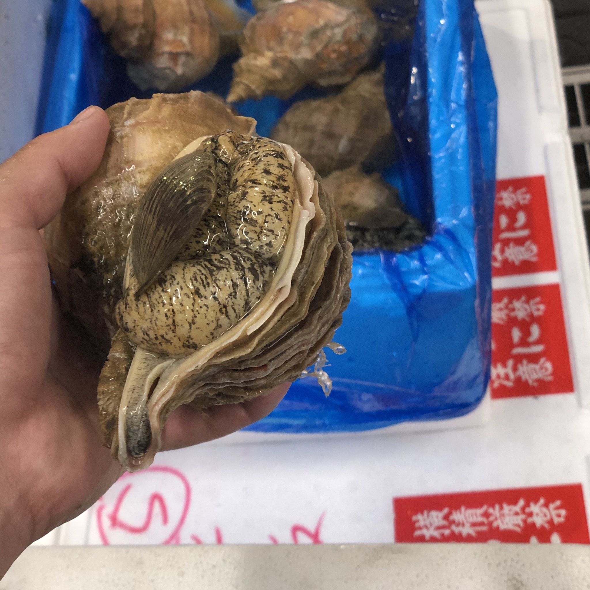 真ツブ貝 超特大 800gアップ 北海道産 高級貝類 真粒貝800g 冷蔵 Okawari 豊洲直送の高級海産物をお届け