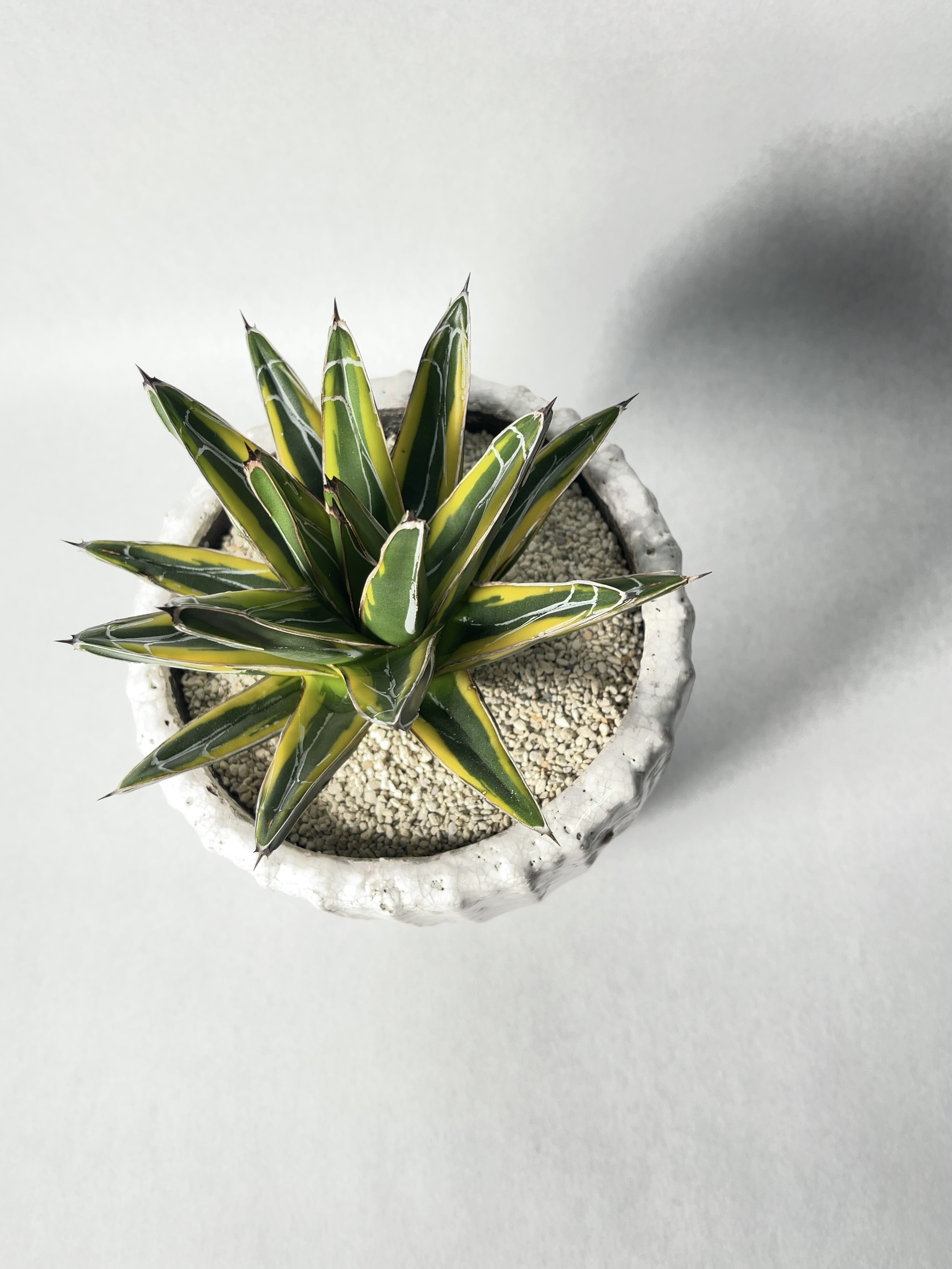 アガベ 笹の雪黄覆輪 Trigger