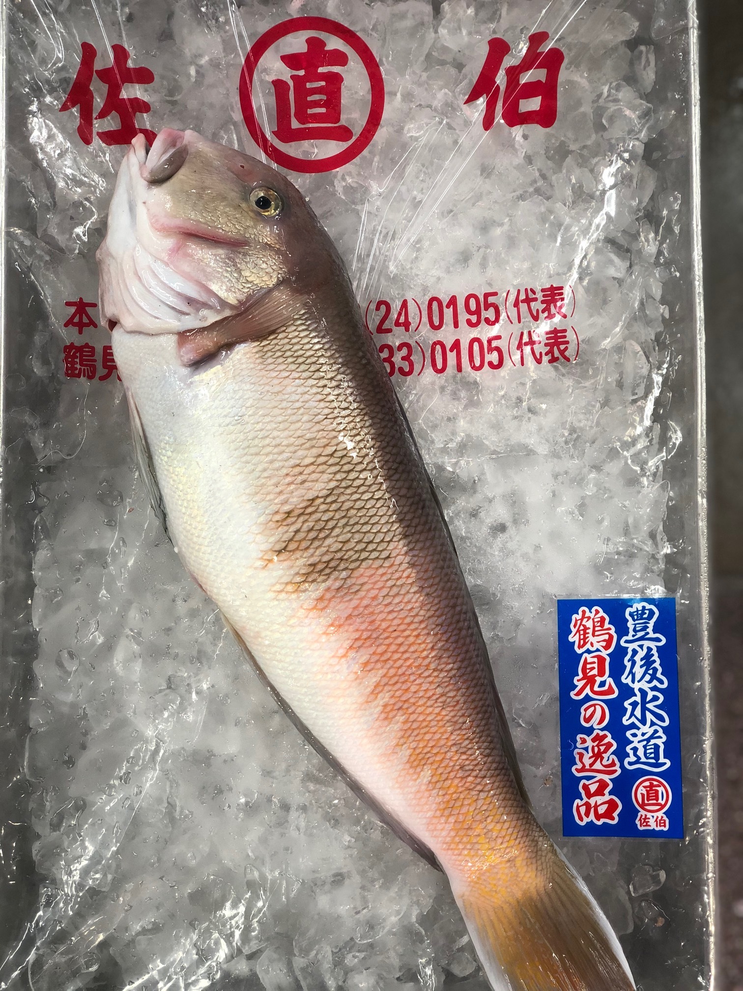 シロアマダイ 豊後水道 1尾1 7 2kg 白川1 7 2kg シラカワ 白甘鯛 豊洲直送 Okawari 豊洲直送の高級海産物をお届け