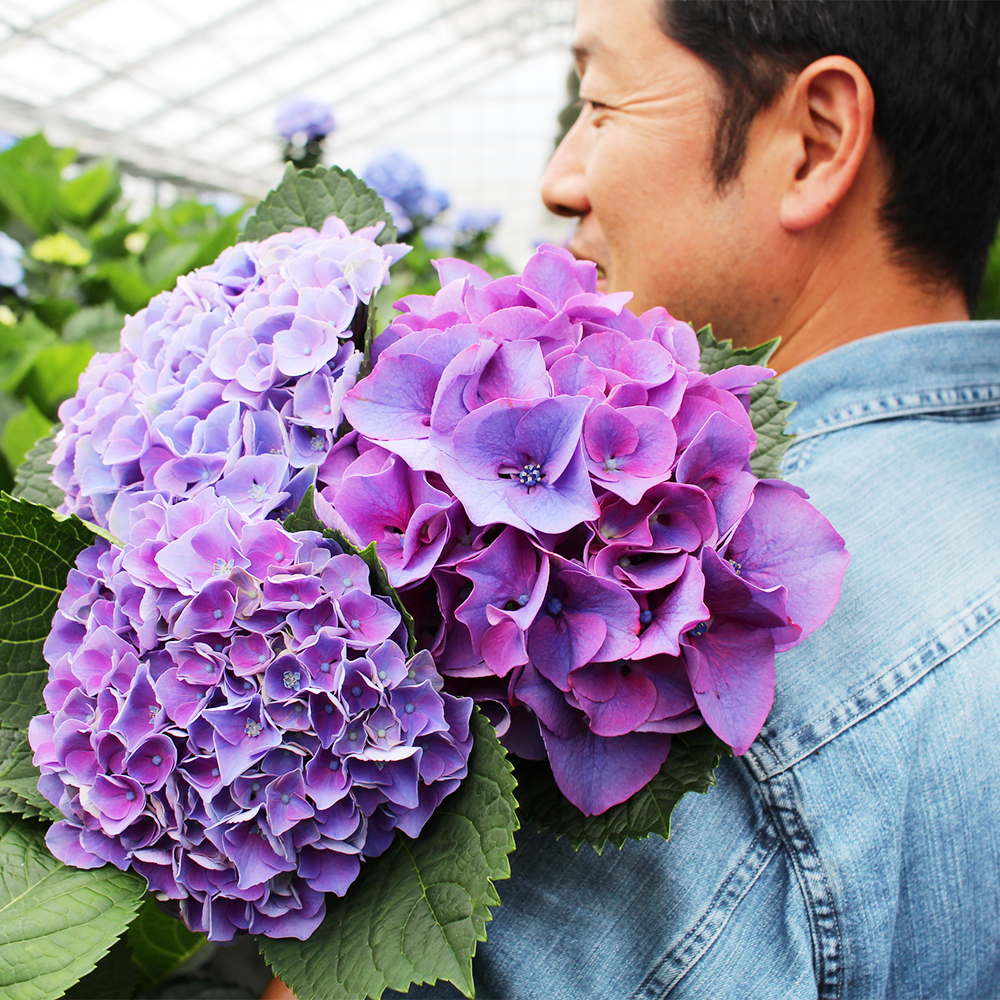 青木 良平さんから届く こだわりの紫陽花 Purple 送料込 よいはな Yoihana 最高品質のお花をお届けするネット通販