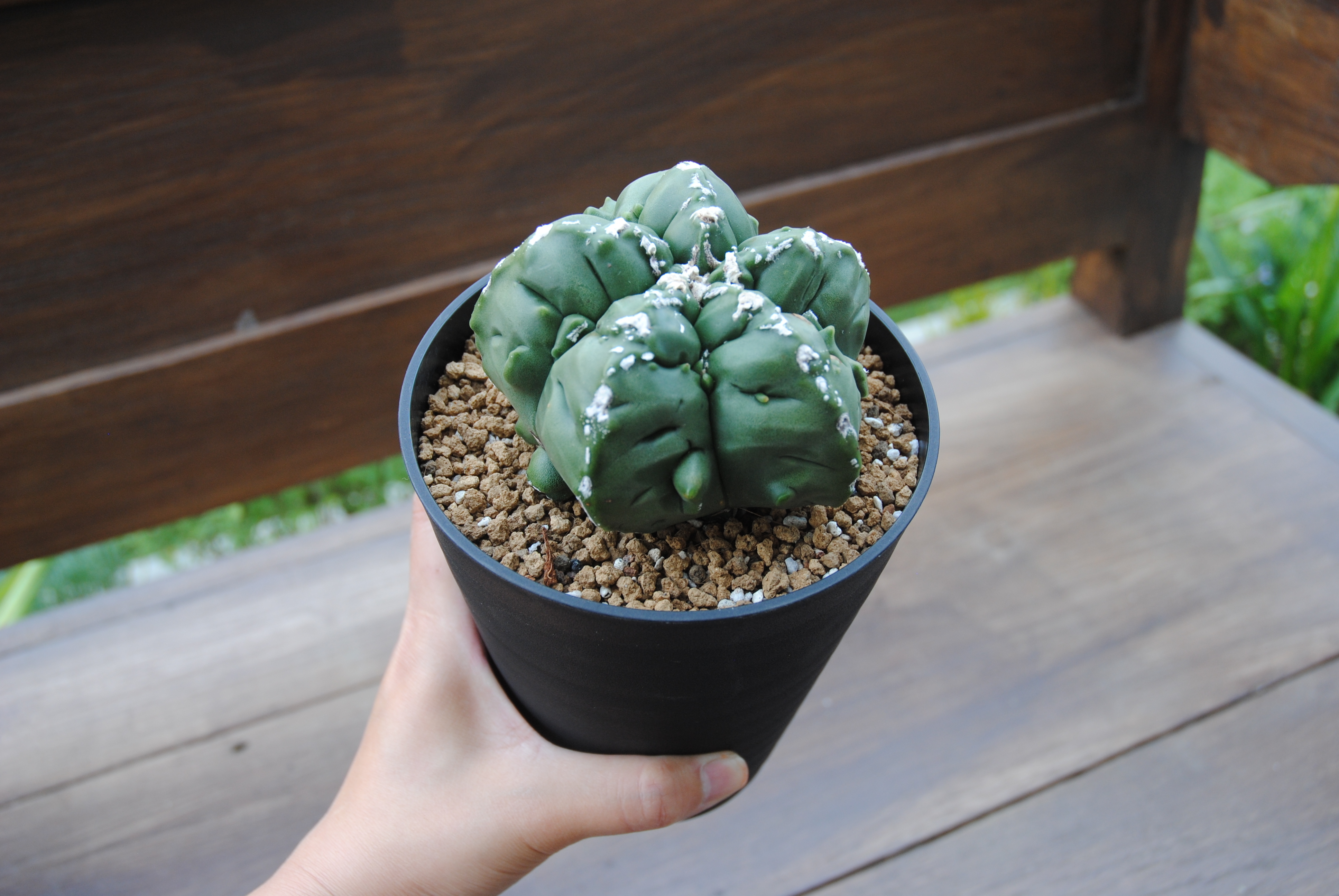 Astrophytum Sp アストロフィツム 亀甲ヘキラン サボテン Plants Maru ー 多肉植物 サボテン 園芸グッズのお店 ー