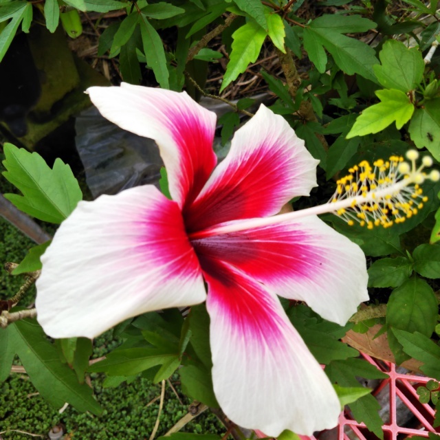 原種系ハイビスカス10 5cmポット苗 Hanazukin 花ずきん 農家直送の花苗 シンビジュームの花束